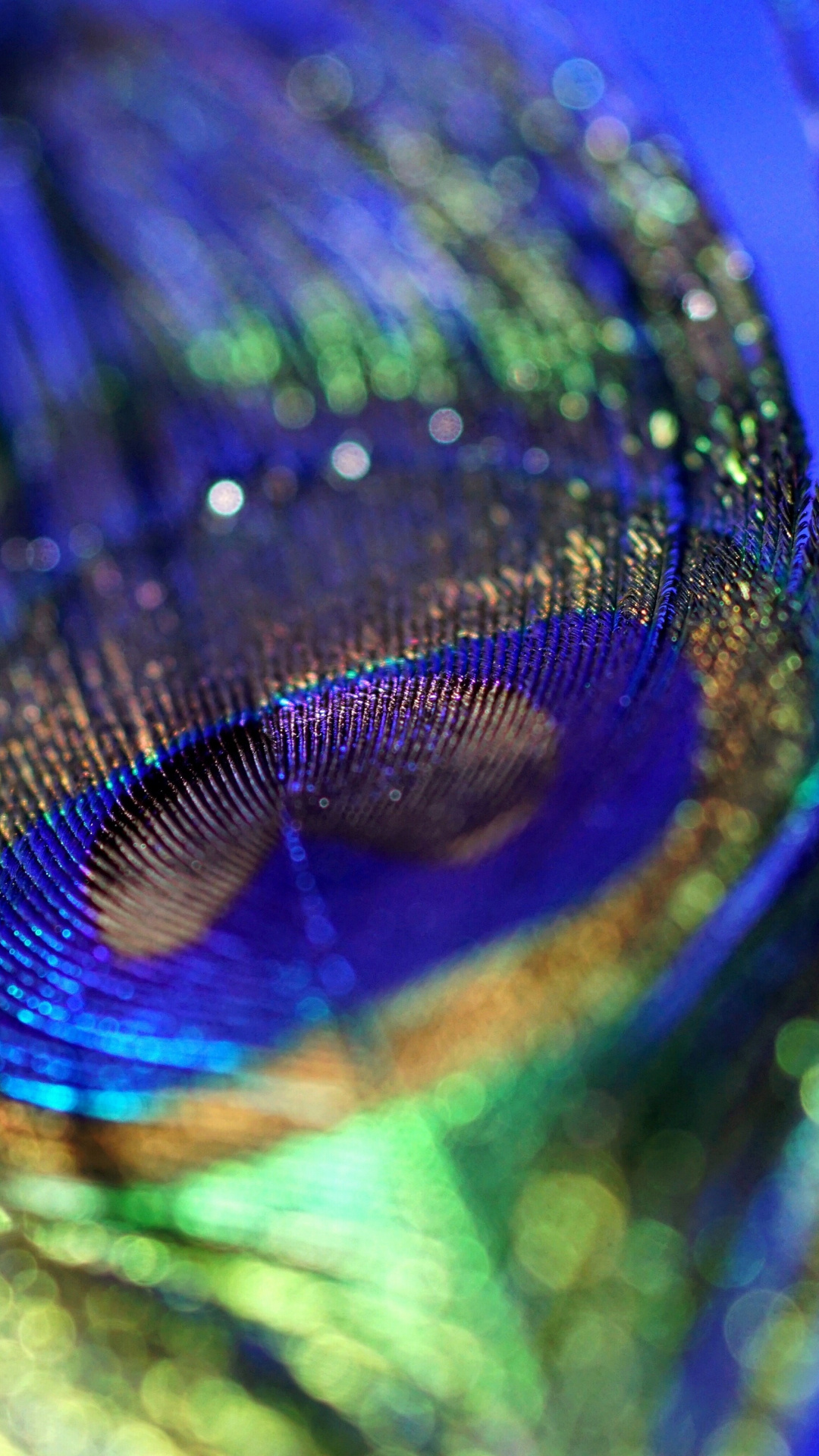 Macro peacock feather, Iridescent feather barbs, Shallow depth bokeh, Full HD Phone wallpaper