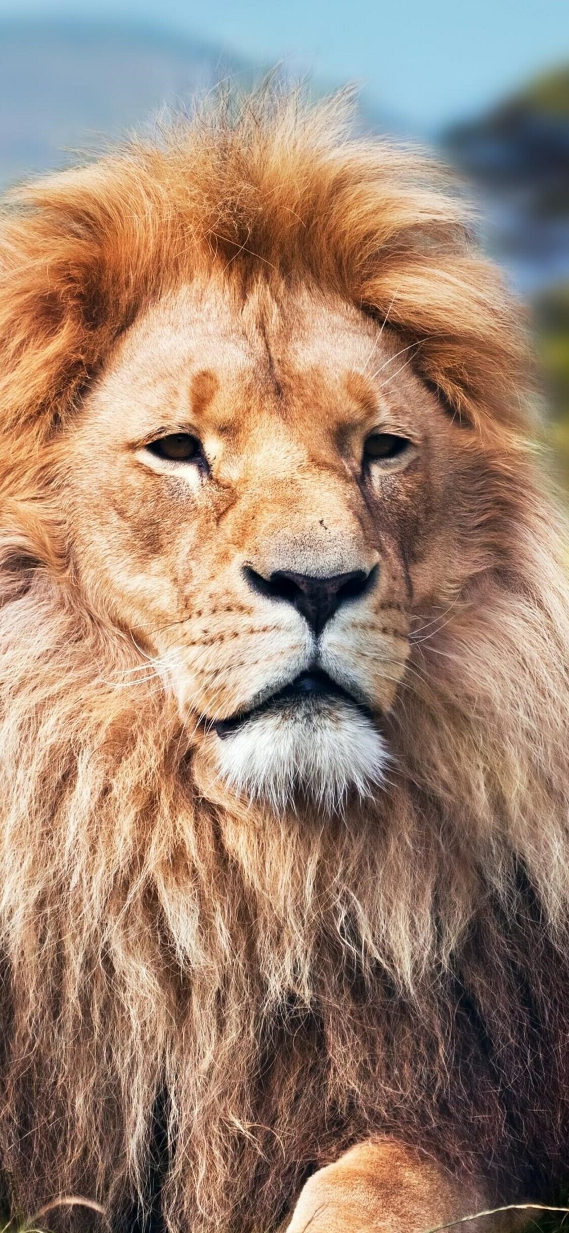 Lion on iPhone, High-resolution display, Stunning visuals, Mobile wallpaper, 1130x2440 HD Phone