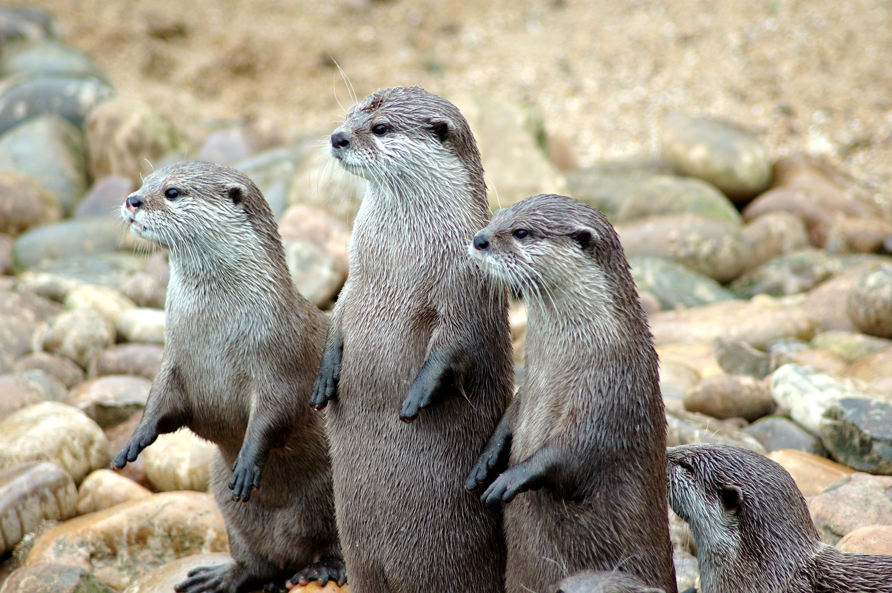 Stunning otter wallpapers, Ethan Sellers, Water reflection, Wildlife, 3010x2000 HD Desktop