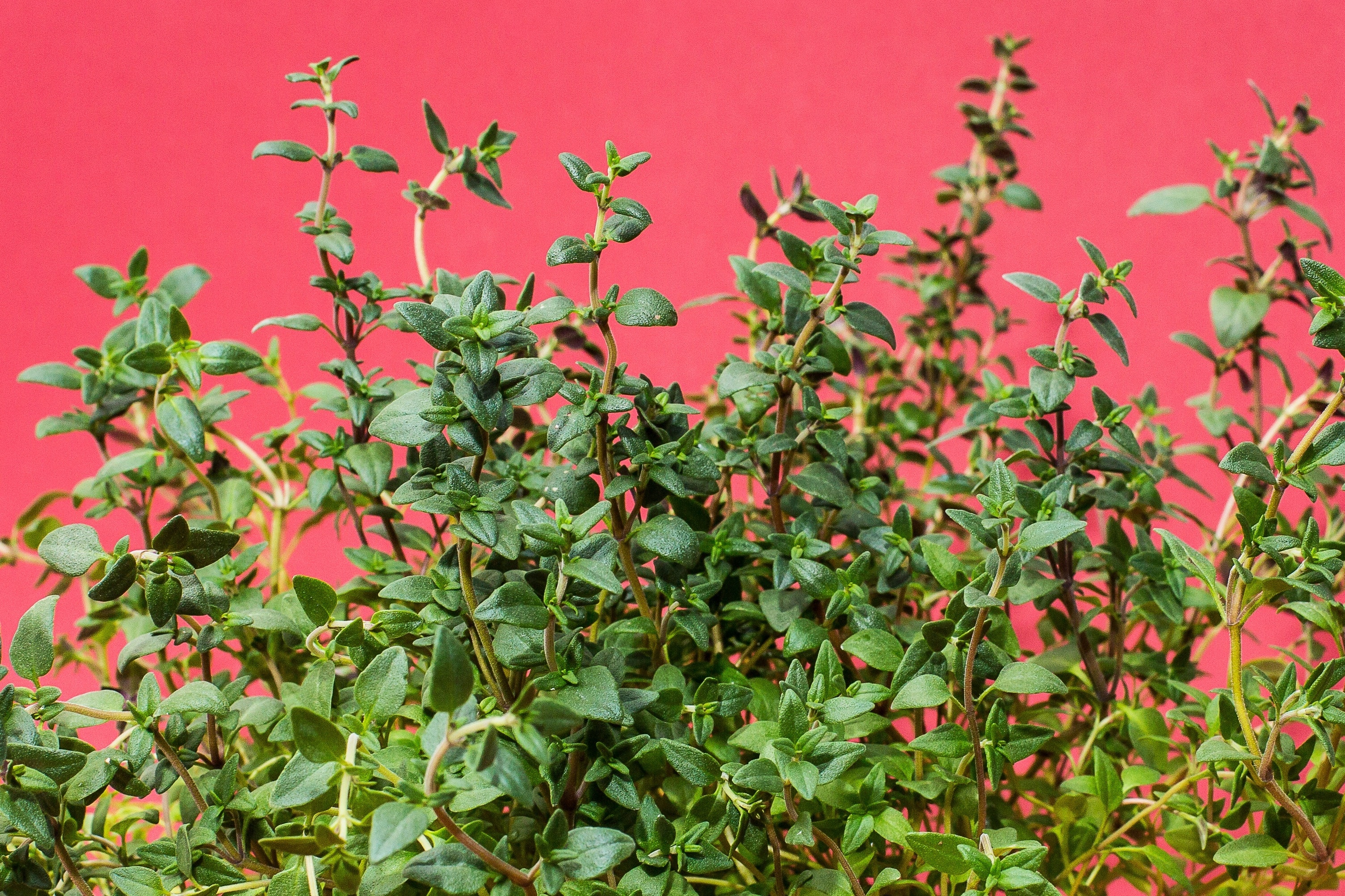 Real thyme flower, Fragile beauty, Kitchen herb, Delicate botanical charm, 3010x2010 HD Desktop