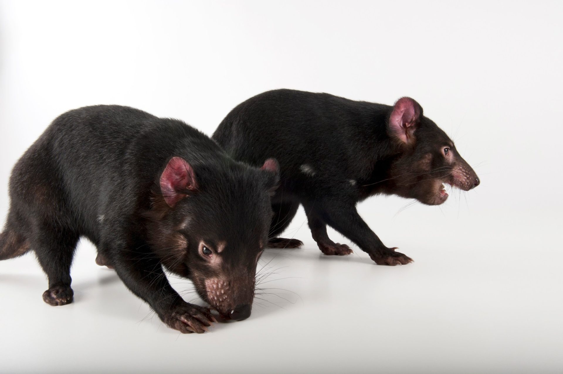 Tasmanian Devil, Joel Sartore, Photography collection, Ani051 00070, 1920x1280 HD Desktop