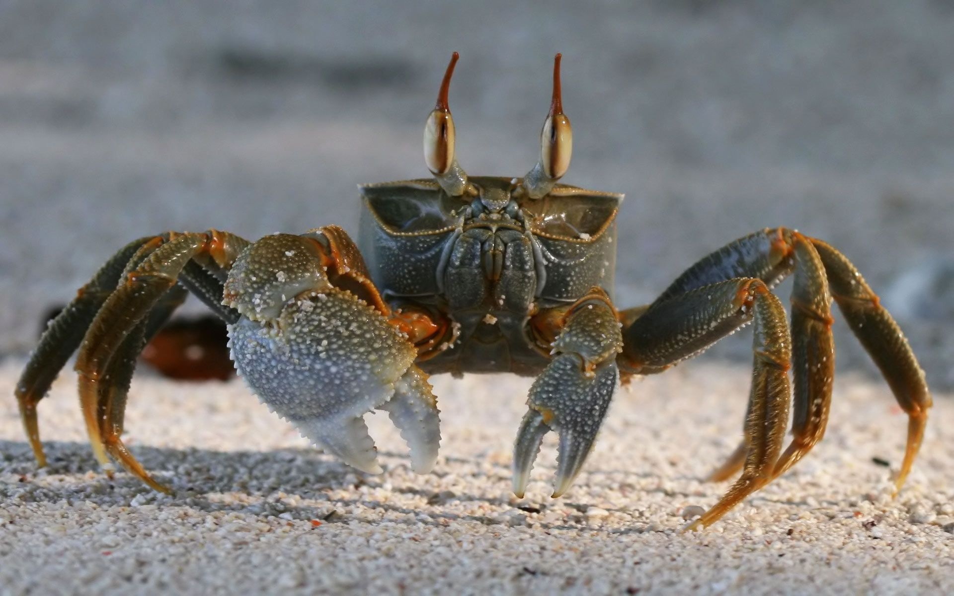 Crab, Feeling a little crabby, Crab, Sea life, 1920x1200 HD Desktop