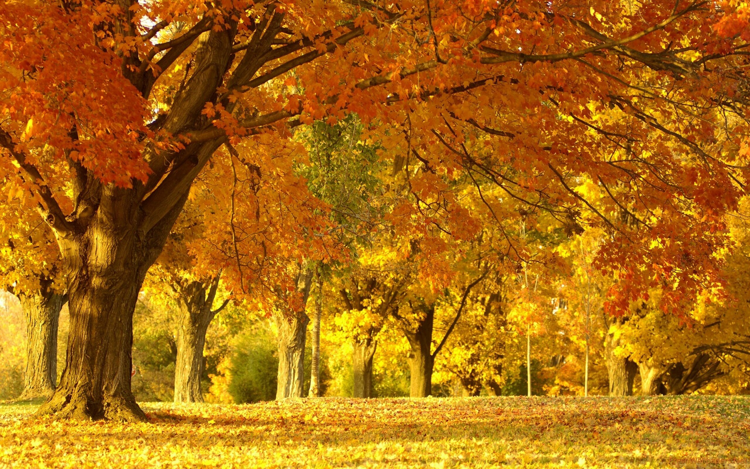 Awesome autumn wallpapers, Vibrant beauty, Nature's wonders, Seasonal scenes, 2560x1600 HD Desktop