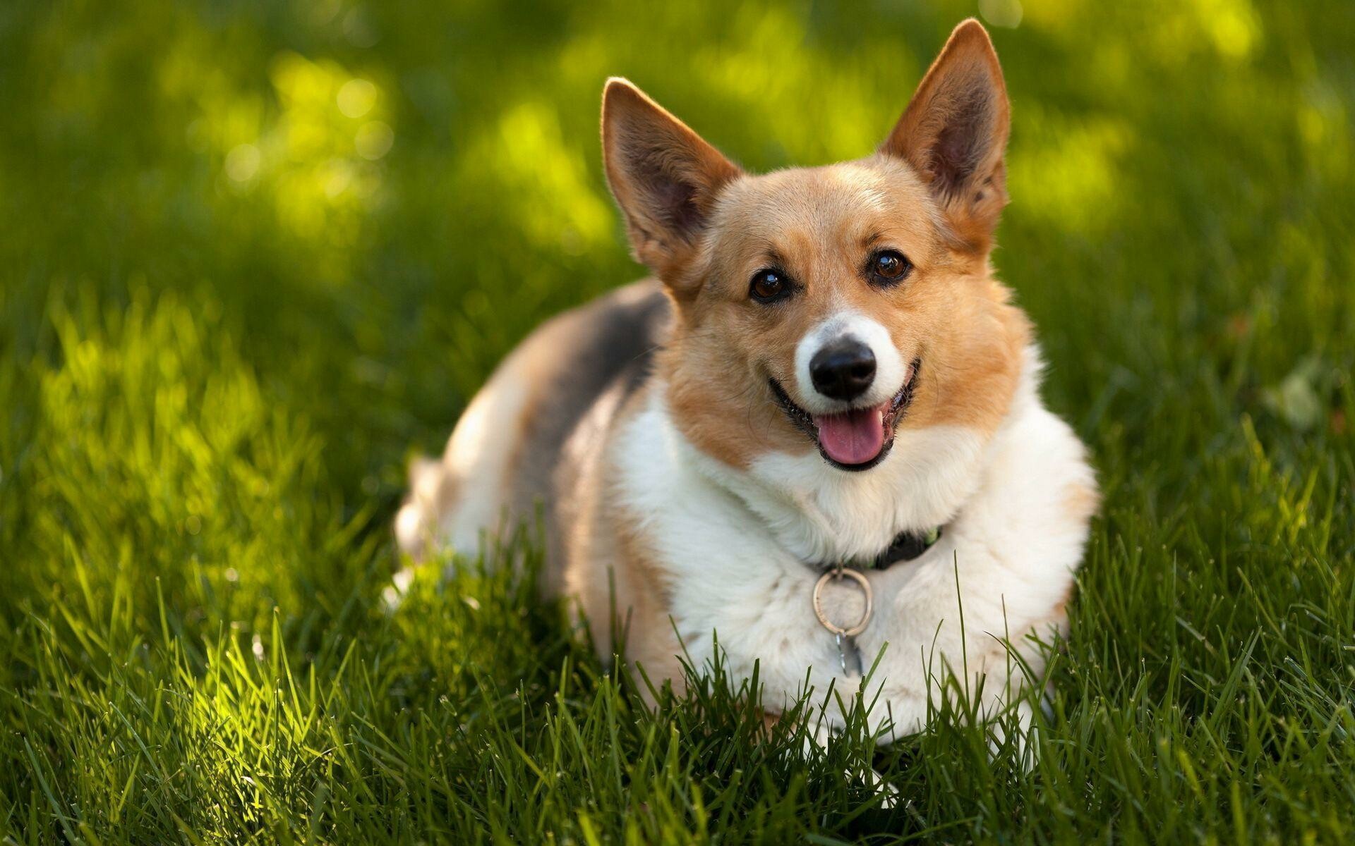 Corgi wallpapers, Animal pictures, Cute, 1920x1200 HD Desktop