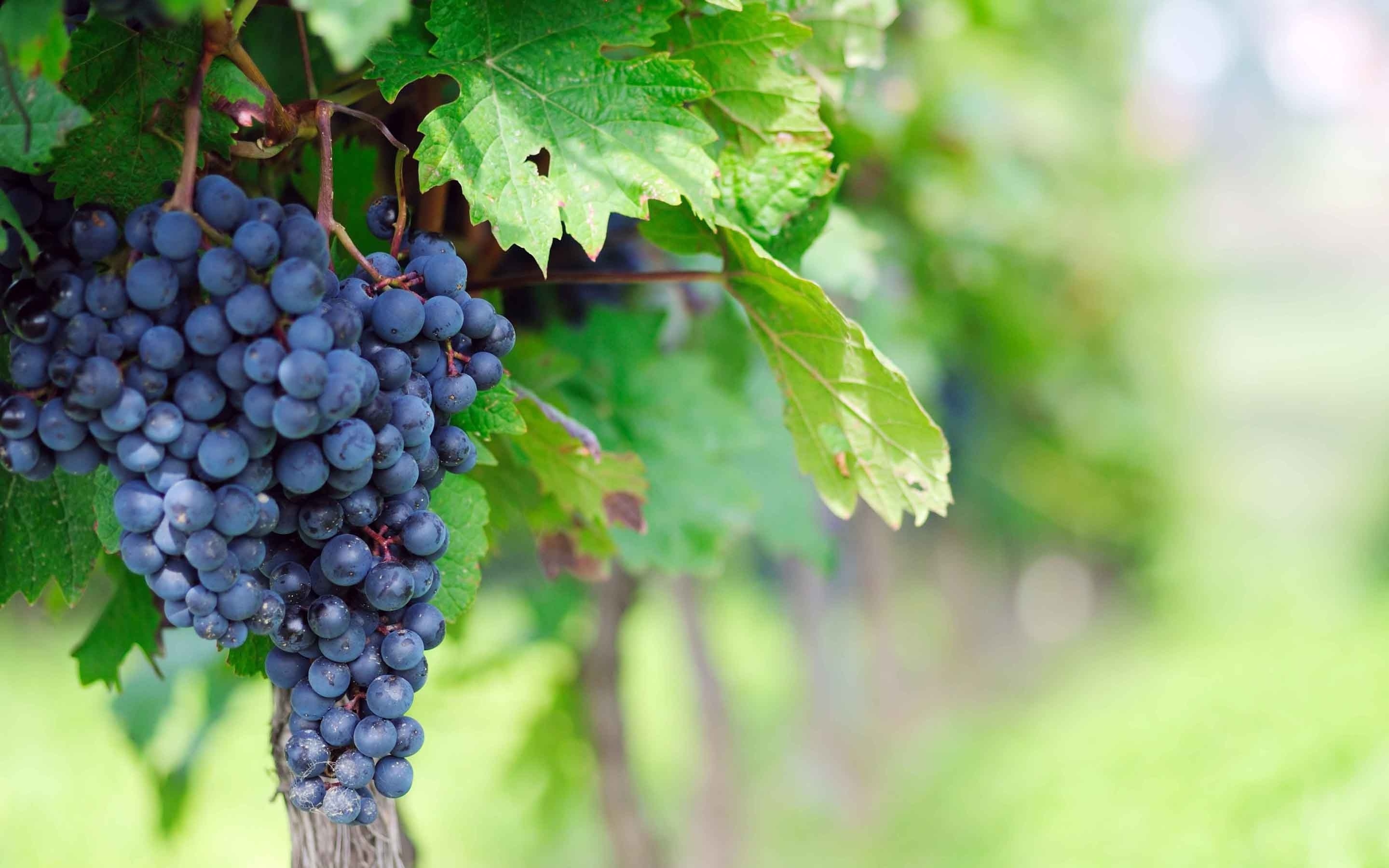 Grape vineyard beauty, Colorful leaves, Fresh harvest, HD resolution, 2880x1800 HD Desktop