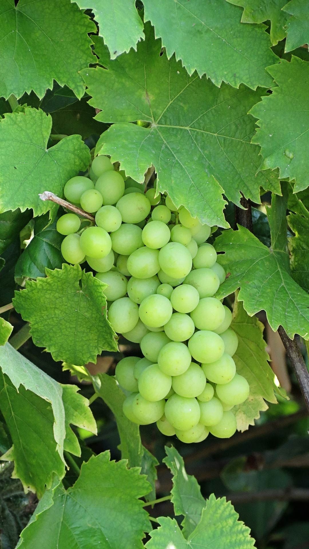 Green grapes, Mobile wallpaper, Grape wallpaper, Nature's bounty, 1080x1920 Full HD Phone