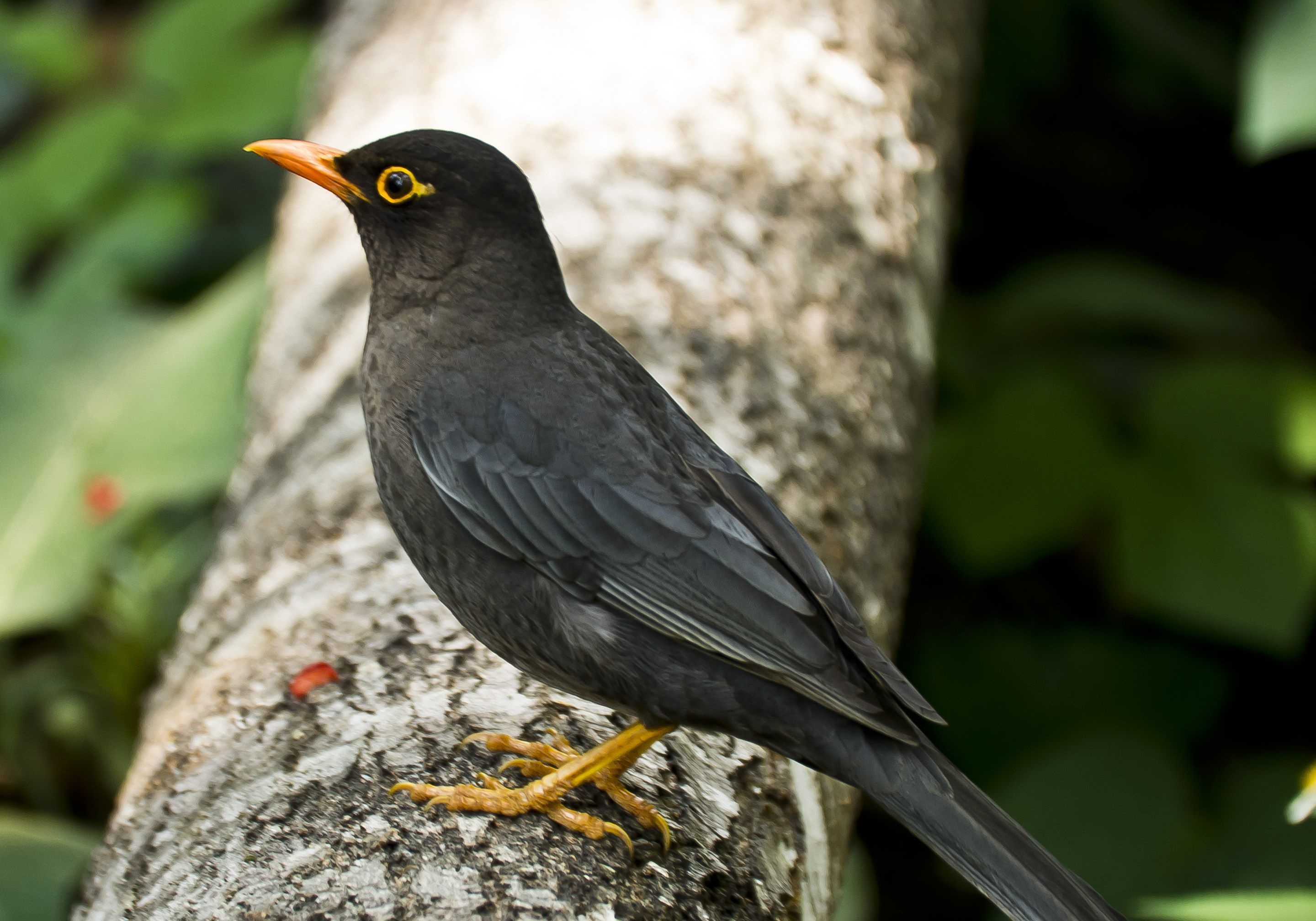 Common Blackbird, Blackbird wallpapers, HD quality, High-definition, 2880x2020 HD Desktop