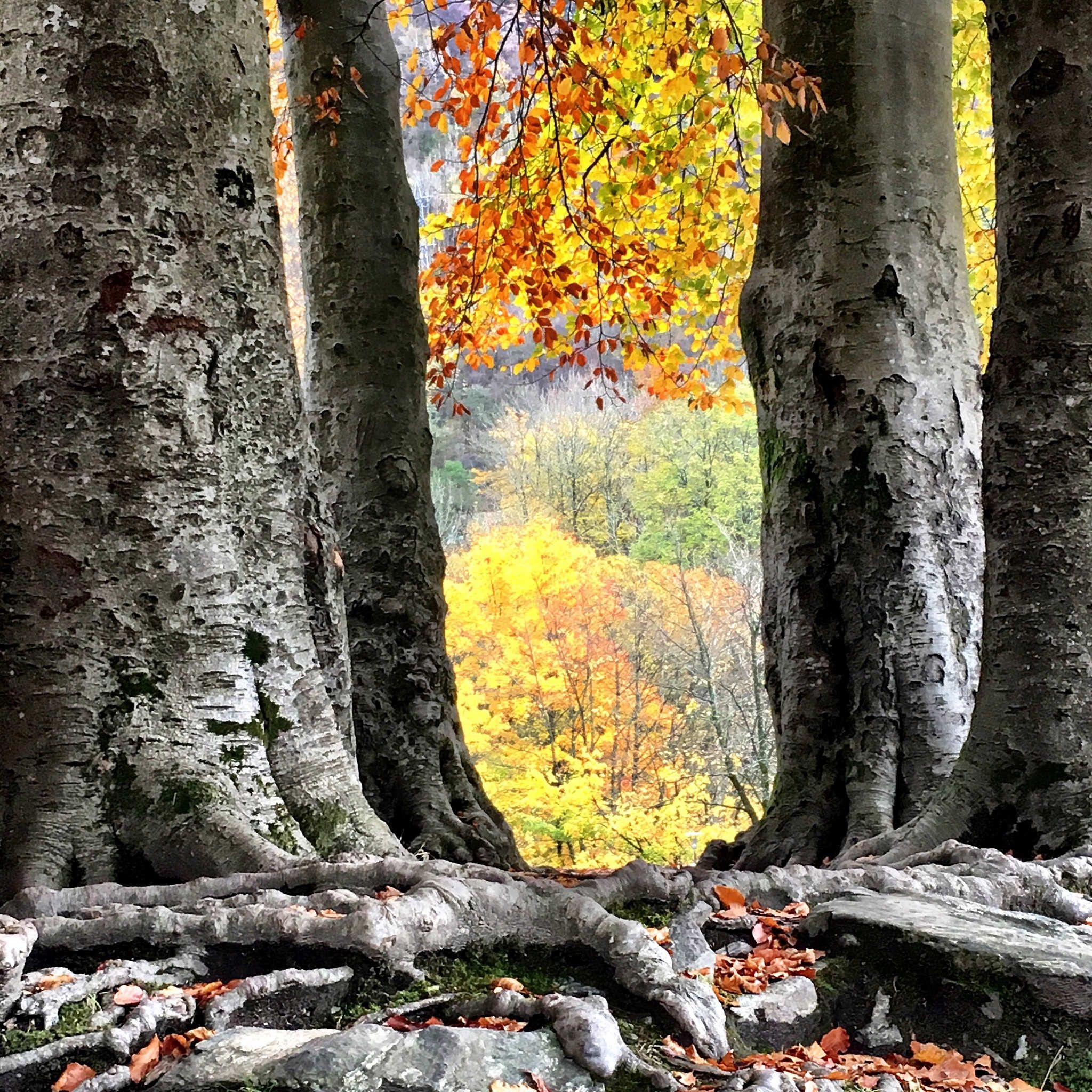 Beech tree trunks, Natural textures, Tree's strength, Organic beauty, 2050x2050 HD Phone