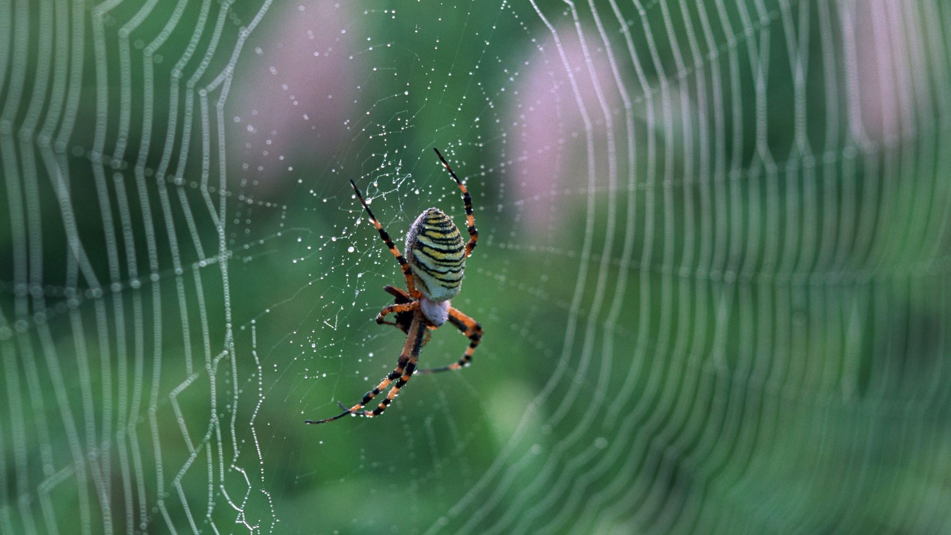 Spider, Spider animal, HD wallpaper, Best wallpaper, 1920x1080 Full HD Desktop