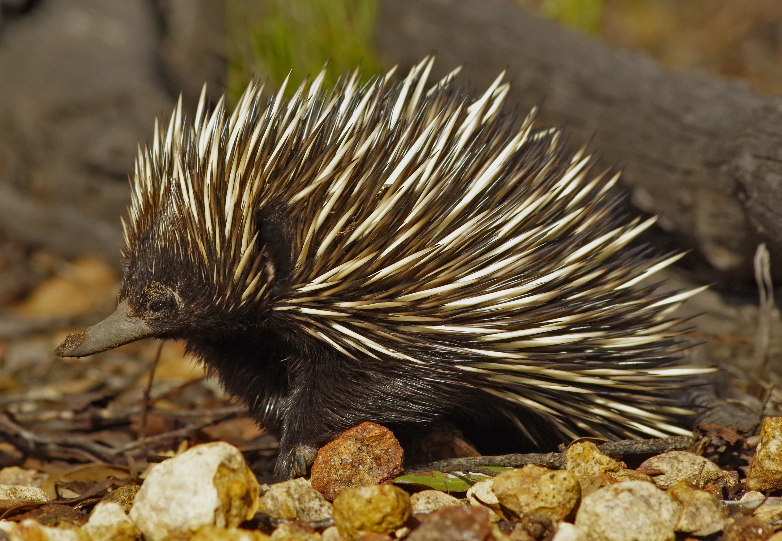 Echidna ecosystem engineers, Digging creatures, Australian landscape, Environmental importance, 2560x1780 HD Desktop