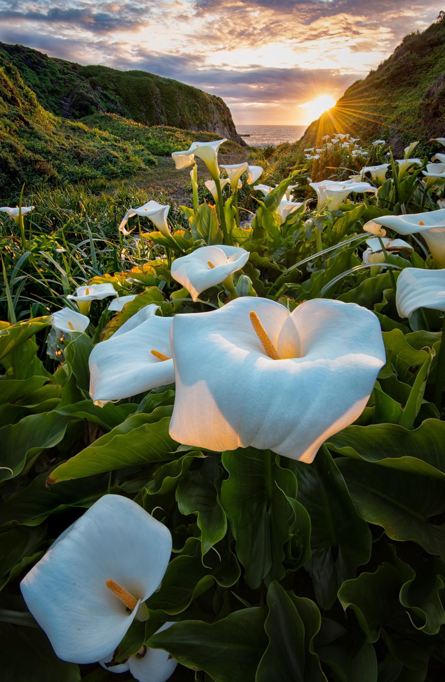 Calla Lily, Sunset among lilies, Big Sur scenery, California's beauty, 1530x2330 HD Phone