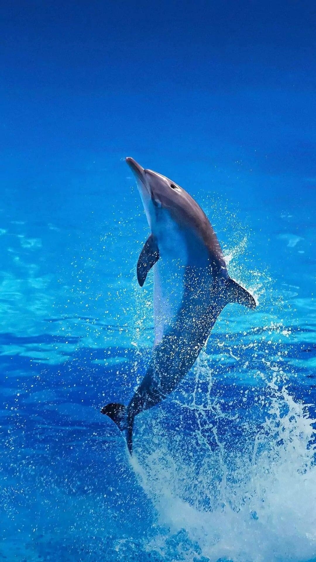 Playful dolphins, Majestic sea creatures, Oceanic acrobats, Marine wildlife, 1080x1920 Full HD Phone