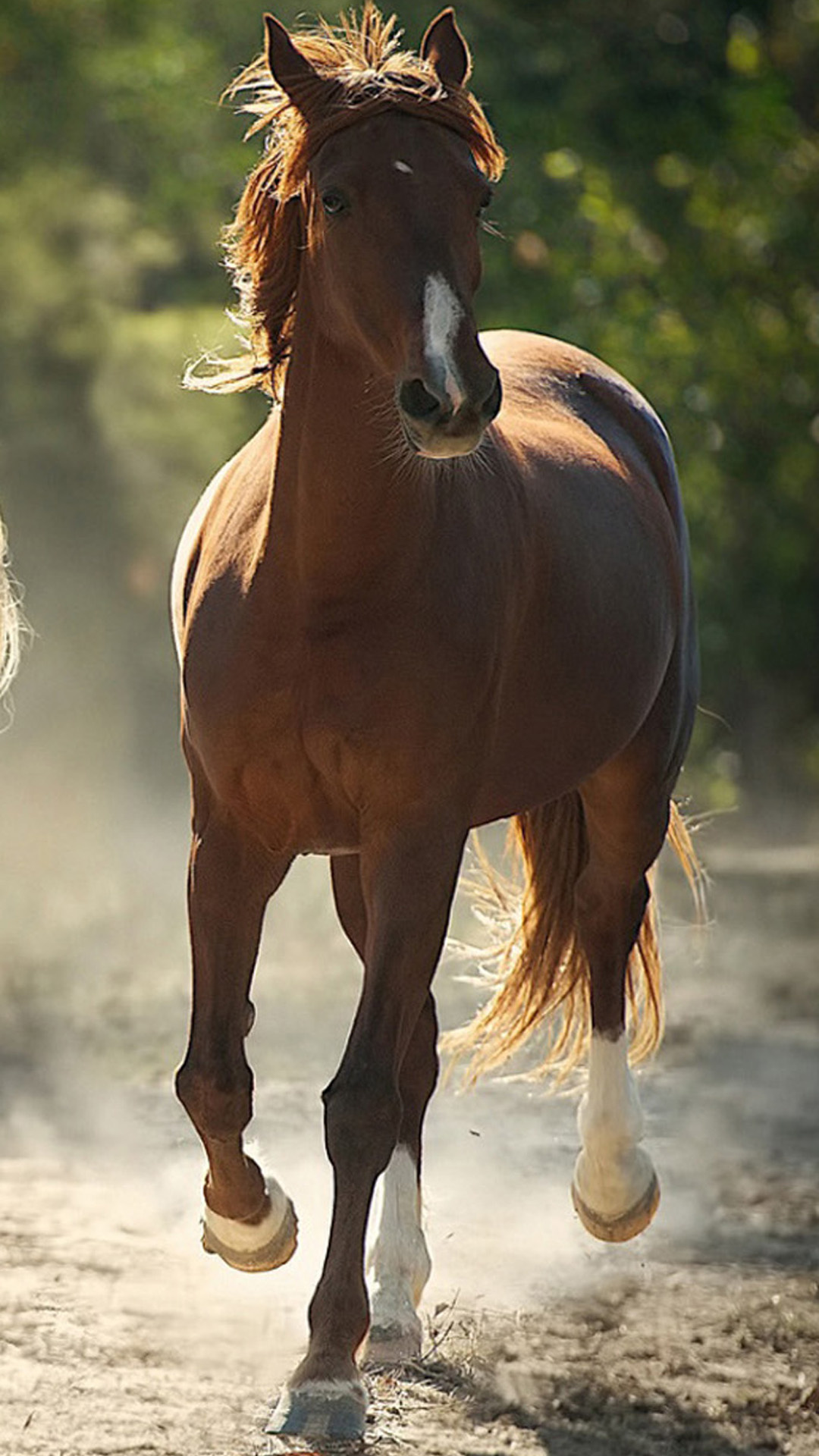 Horse wallpaper 19, Pixel, 1080x1920 Full HD Phone