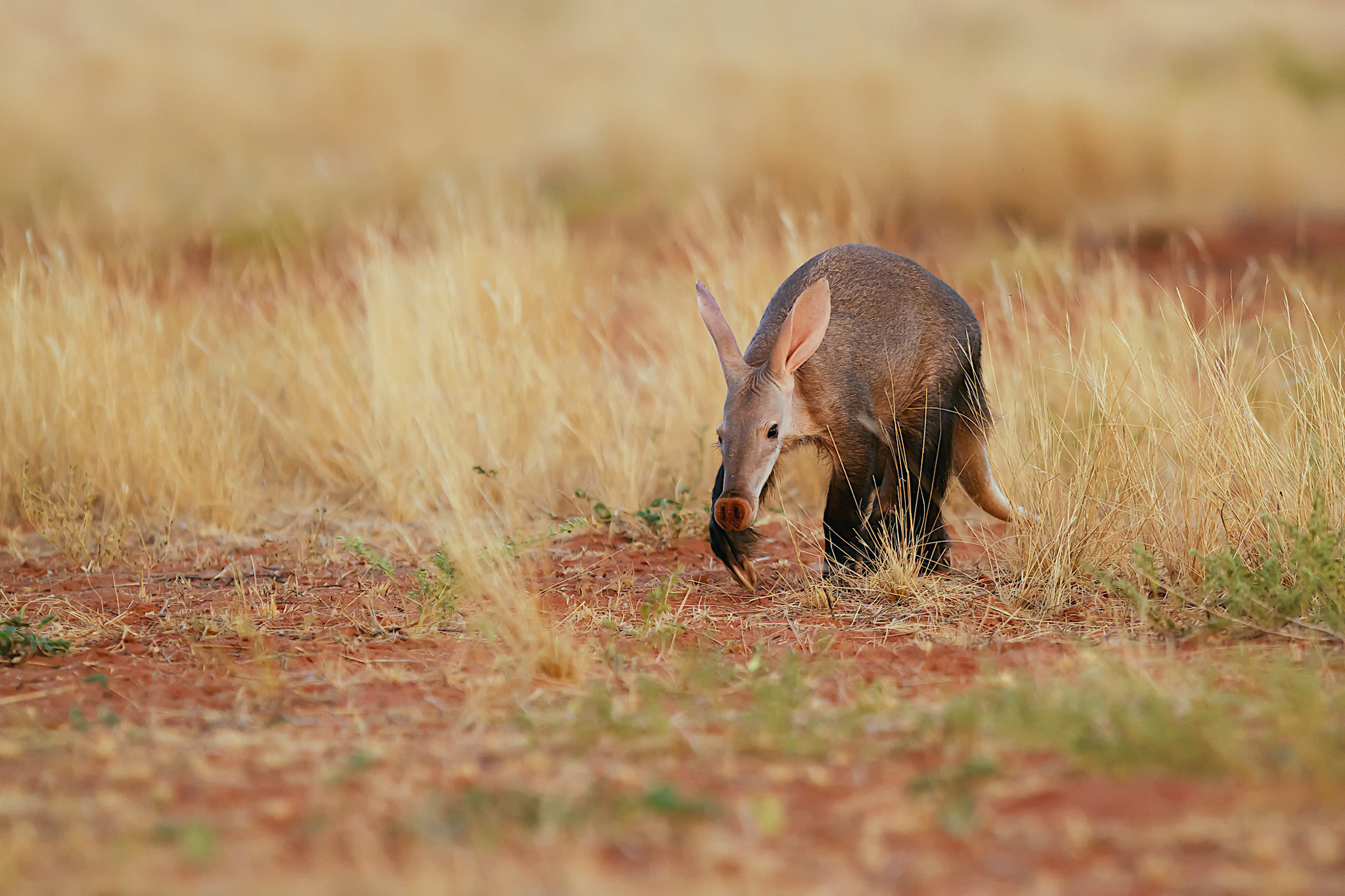 Aardvark wallpapers, Aardvark themed backgrounds, Captivating aardvark imagery, Aardvark in its natural habitat, 2050x1370 HD Desktop