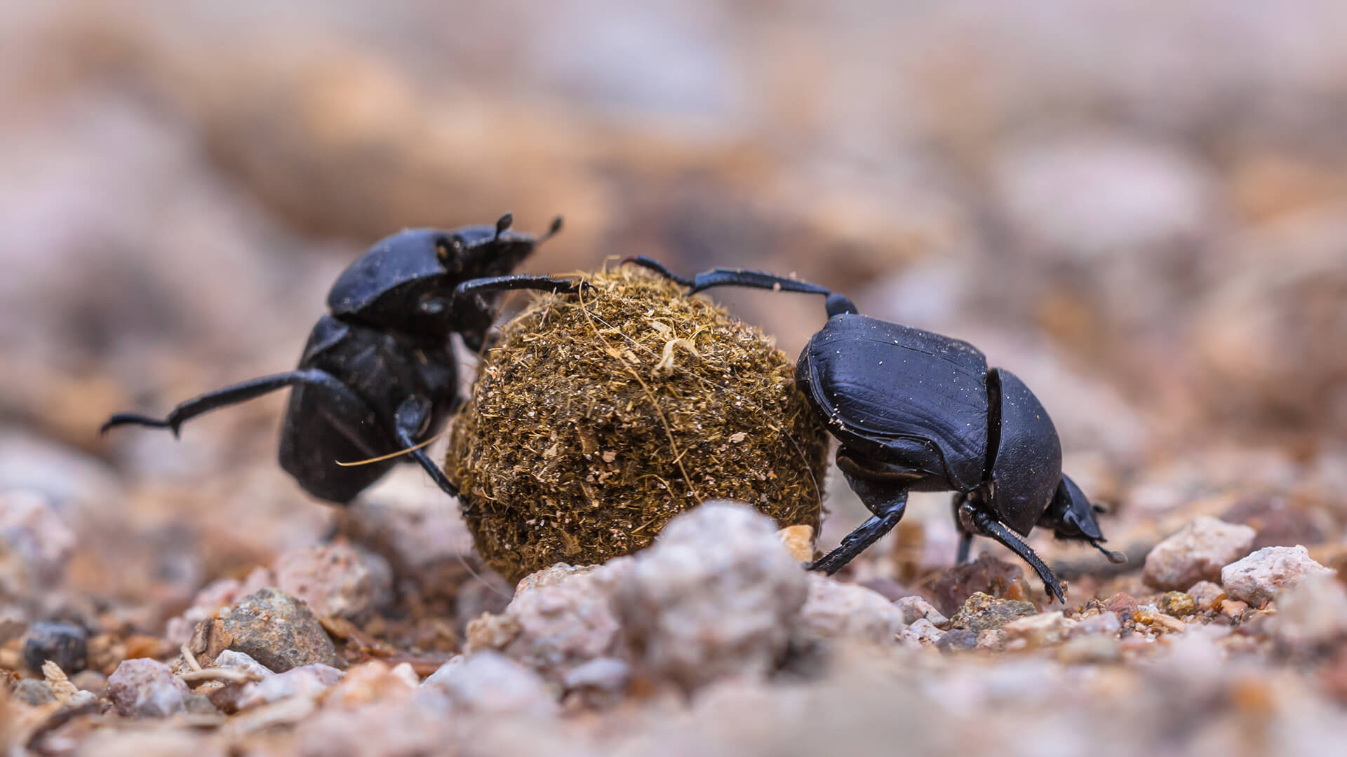 Beetle, Beetle animal wallpaper, Animal, Posted, 1920x1080 Full HD Desktop