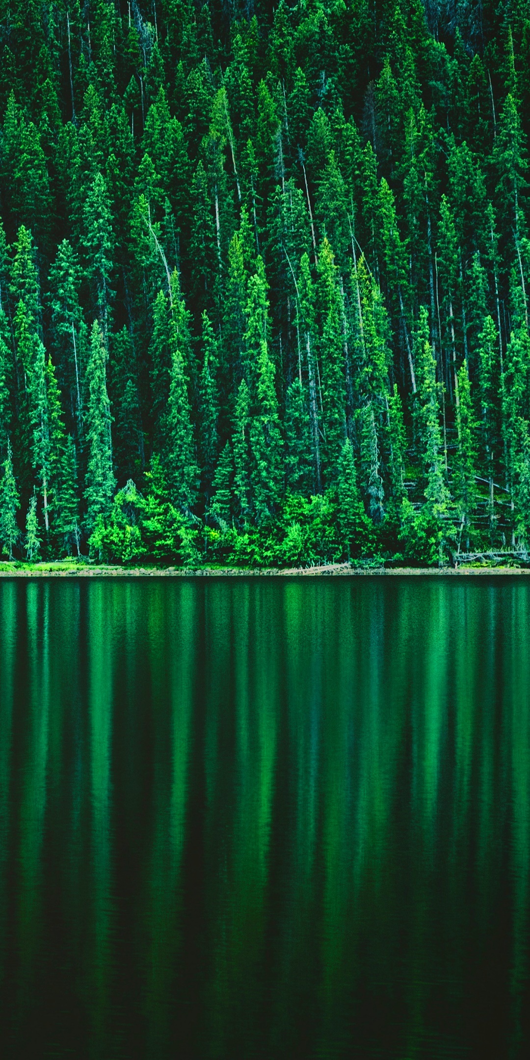 dense pine forest, emerald lake reflection, grassy shoreline, HD Phone wallpaper