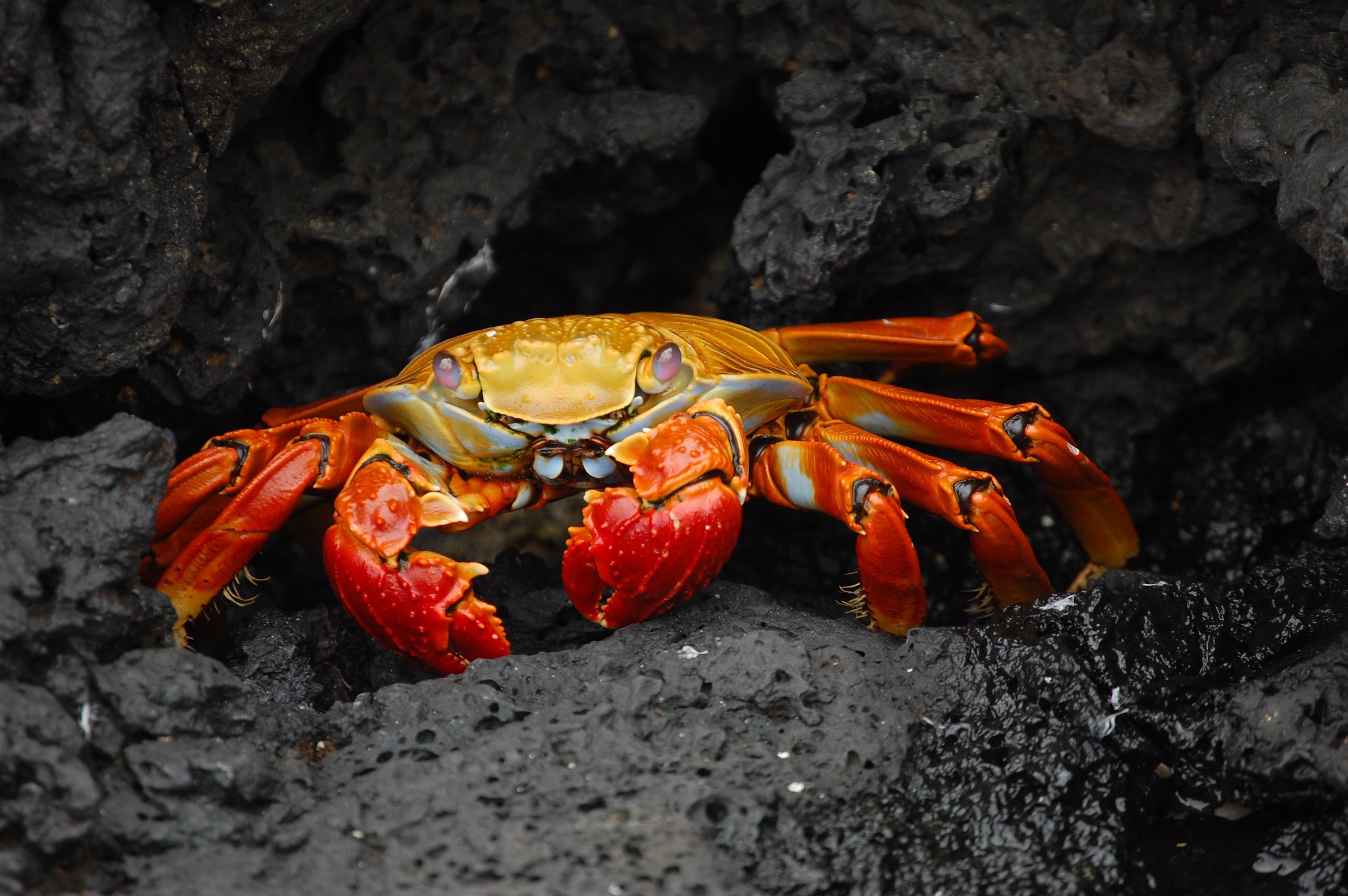 Galapagos Islands, Wallpaper, 3010x2000 HD Desktop