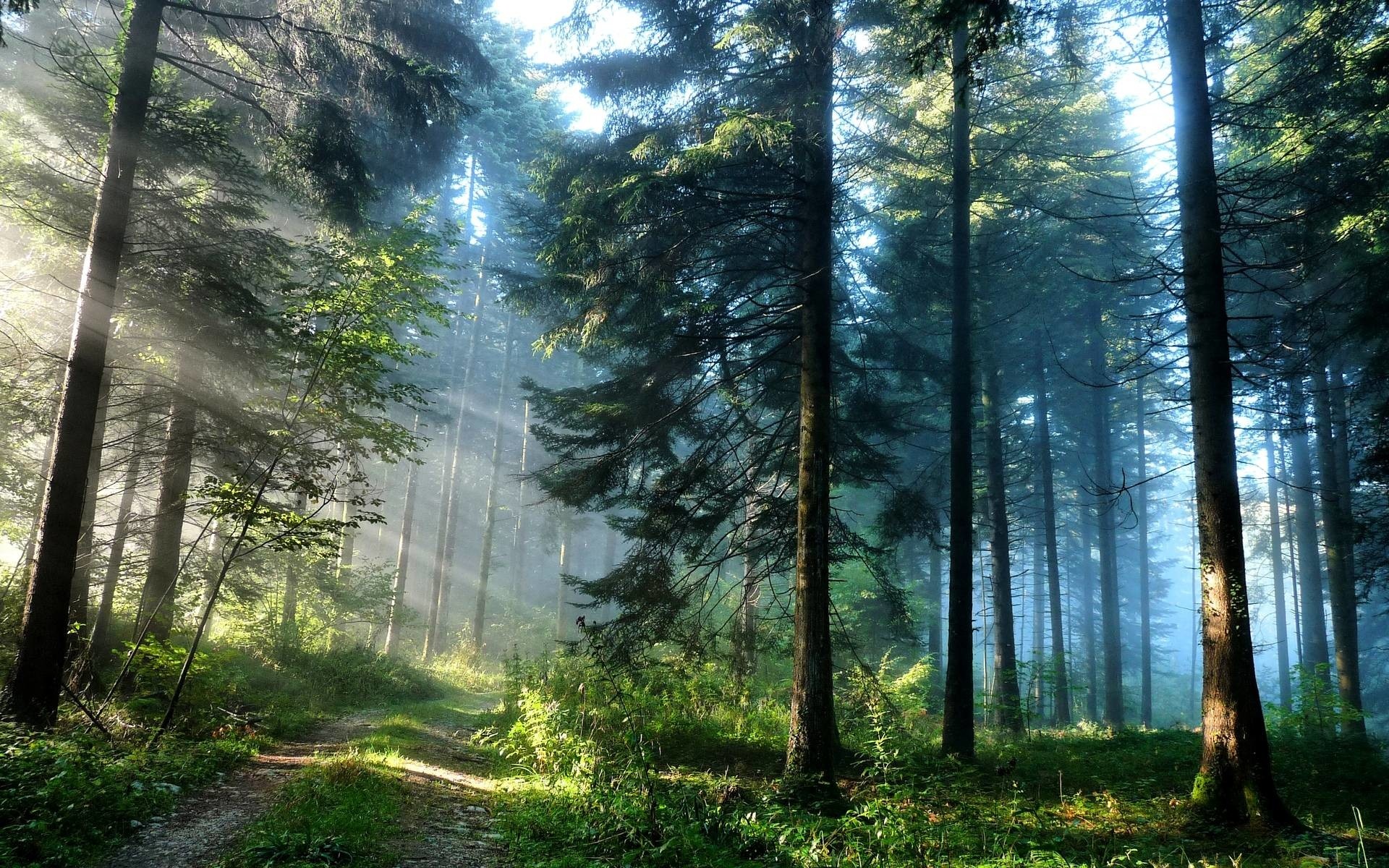 sunbeams through pine trees, misty pine forest trail, mossy forest undergrowth, HD Desktop wallpaper