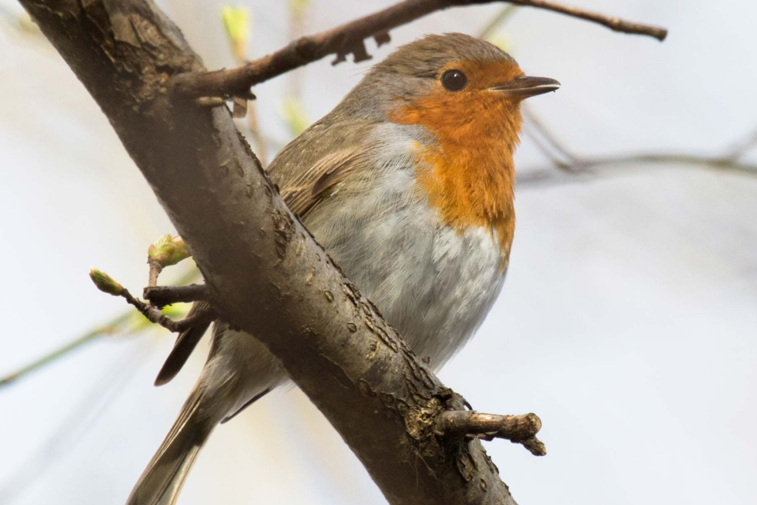 Robin nest song, Habitat exploration, Harmonious melodies, Plant life, 2510x1670 HD Desktop