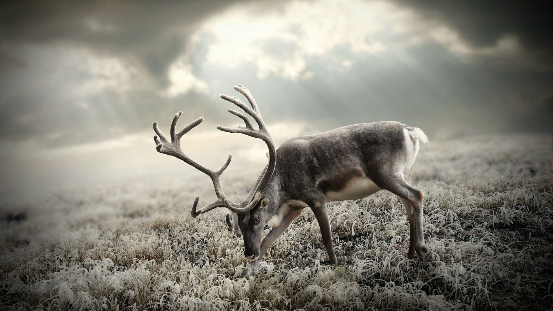 Graceful reindeer, Winter wonderland, Arctic elegance, Majestic presence, 1920x1080 Full HD Desktop
