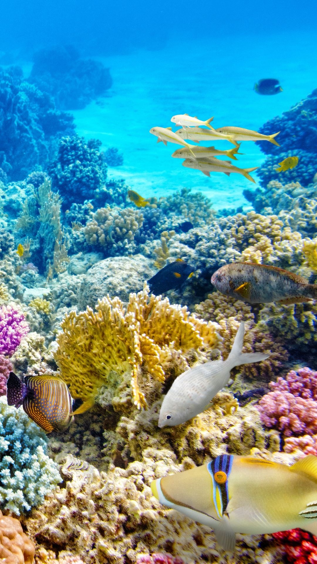 Underwater moodboard inspiration, Aesthetic underwater imagery, Tranquil underwater scenes, Oceanic beauty, 1080x1920 Full HD Phone