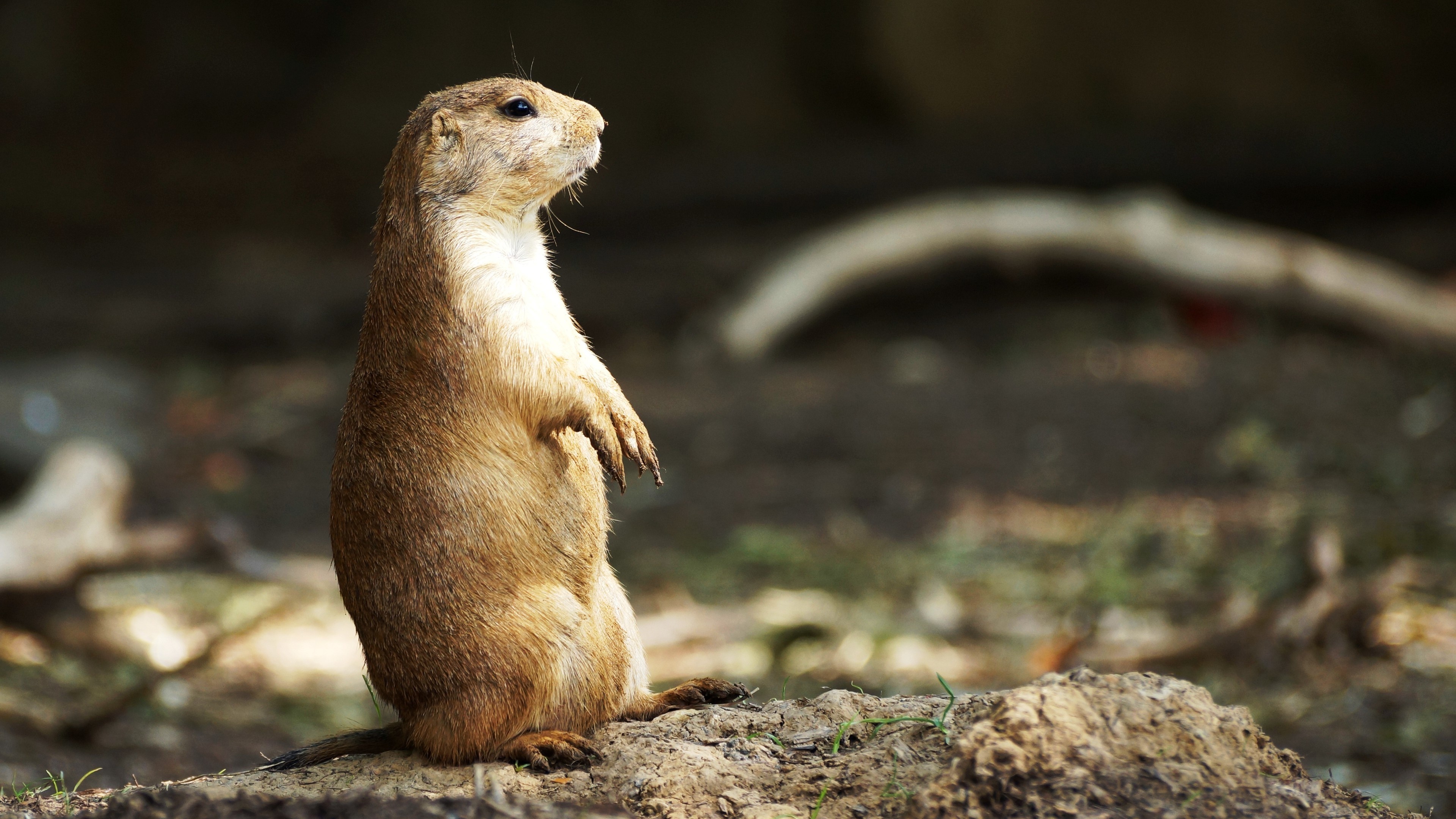 Prairie Dog Wallpapers, Posted by Samantha Sellers, 3840x2160 4K Desktop