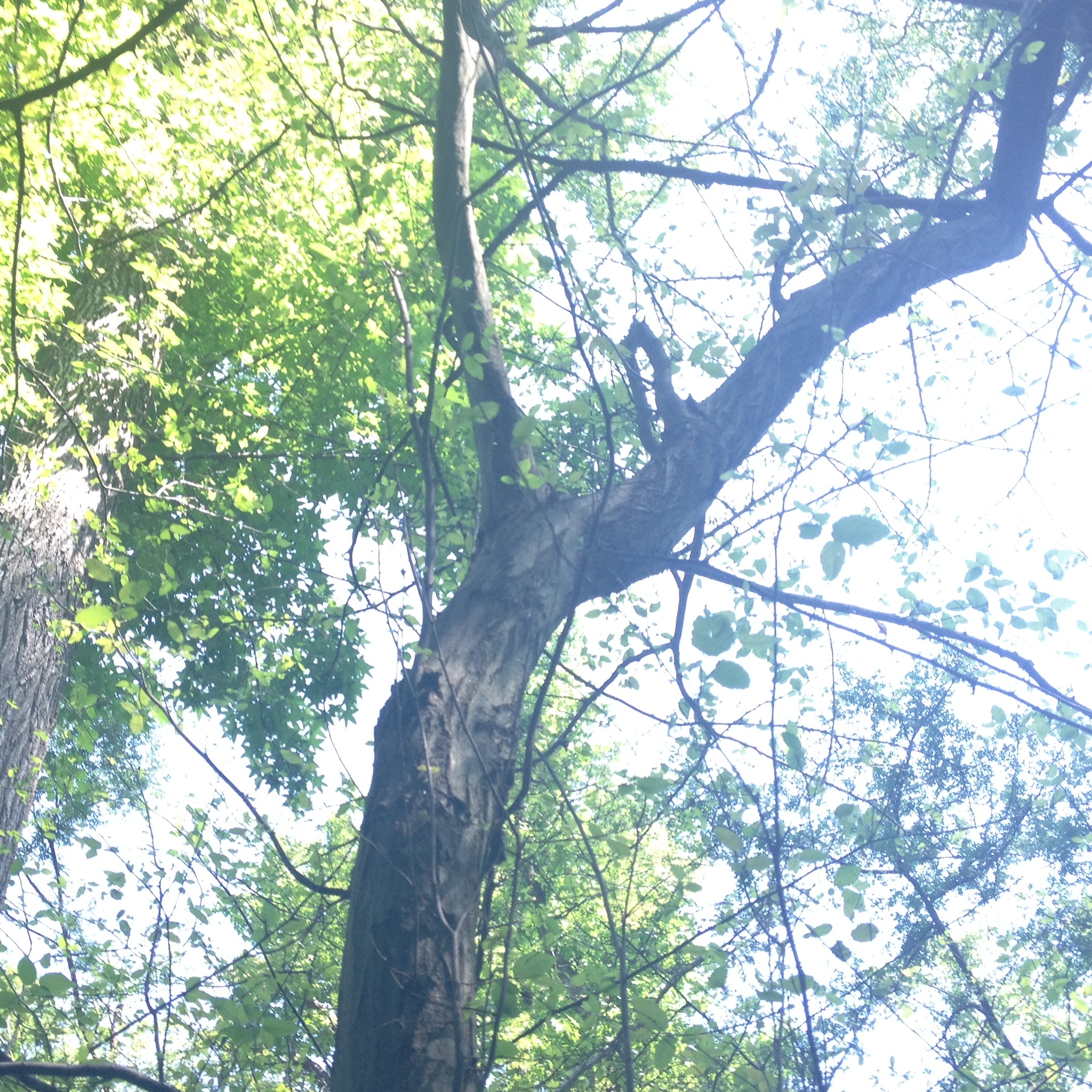 Walk through trees, Elm tree, Nature, Page 6, 2050x2050 HD Phone