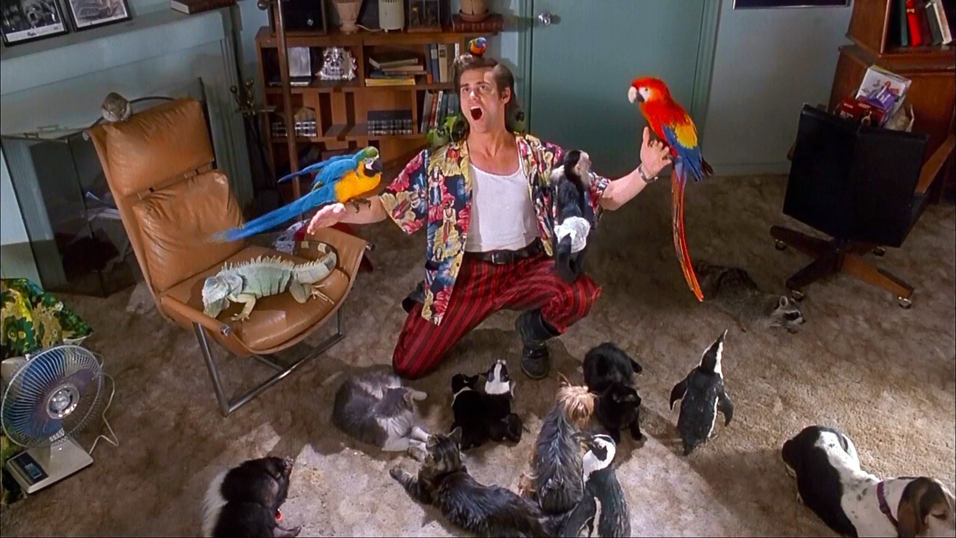 Jim Carrey, Ace Ventura, Pet detective, High-definition, 1920x1080 Full HD Desktop