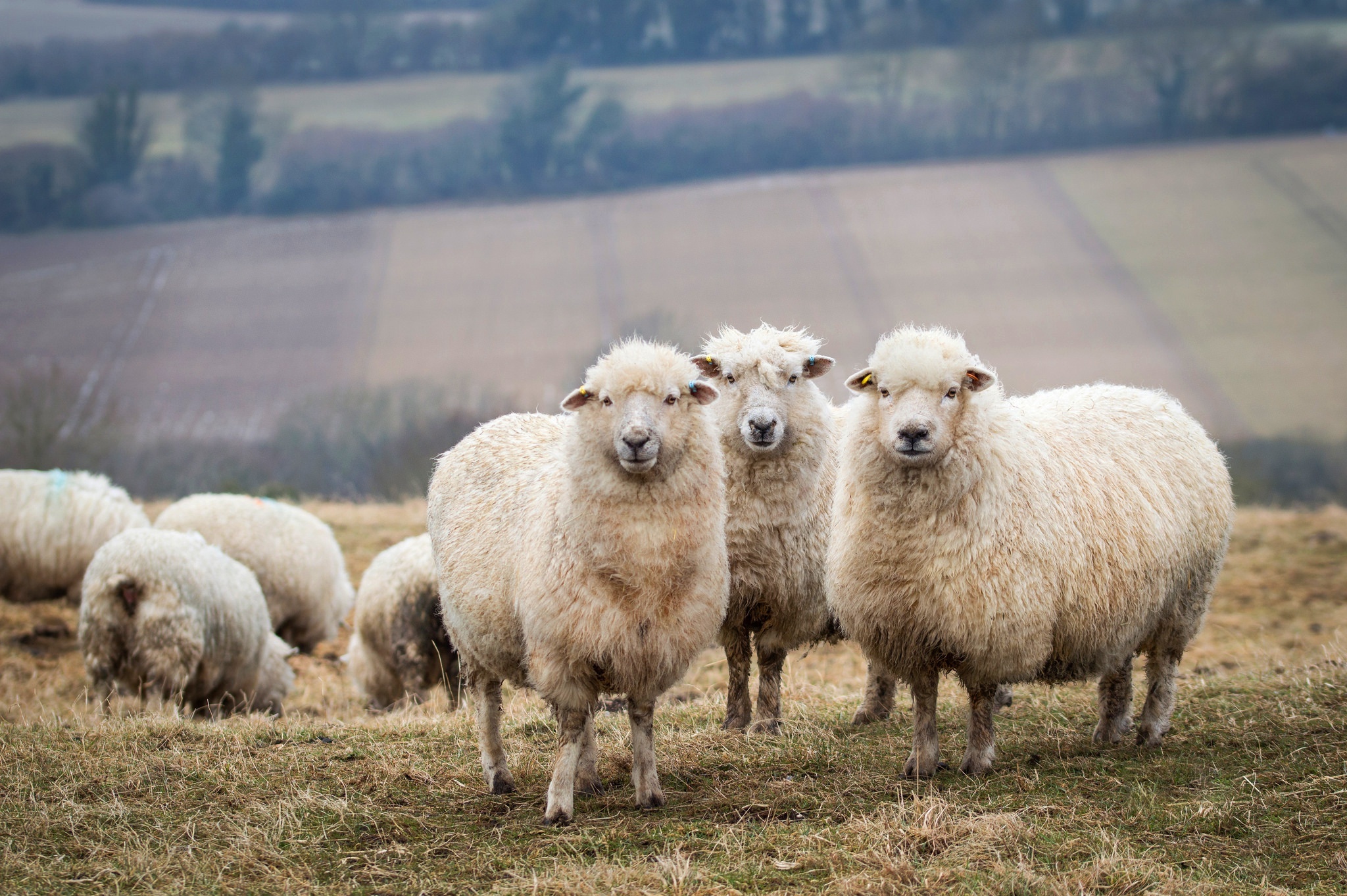 Sheep close-up, Beautiful gaze, Soft wool, Nature's beauty, 2050x1370 HD Desktop