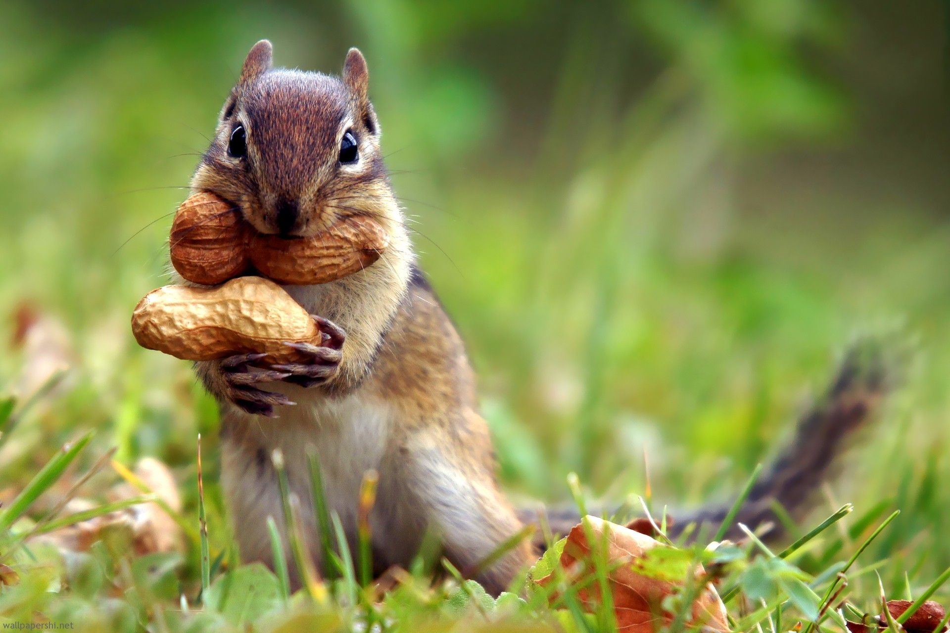 Eastern chipmunk, Whole peanuts in shell, Green grassy lawn, HD Desktop wallpaper