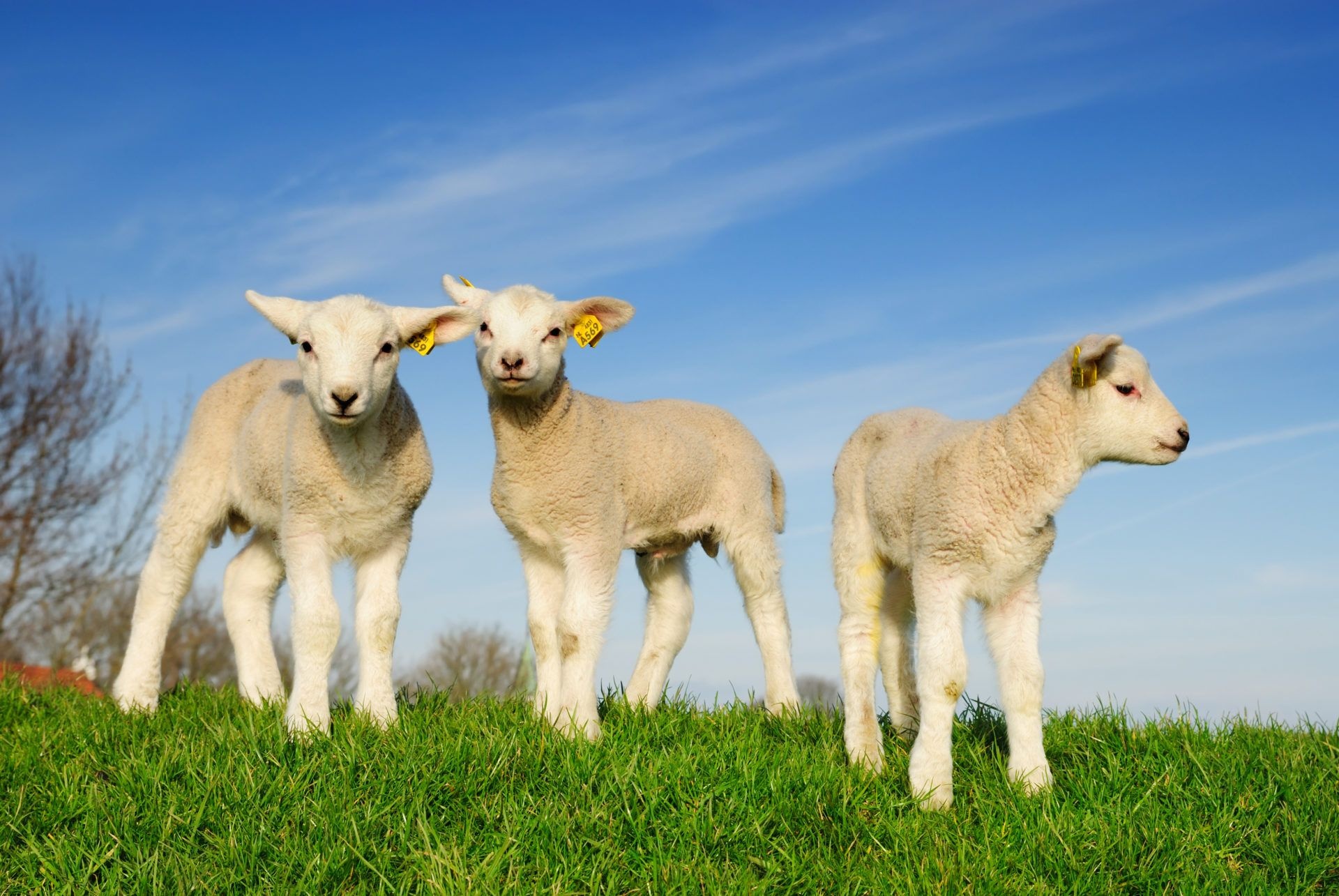 Adorable baby sheep, Fluffy white coat, Sweet innocence, Cute animal photography, 1920x1290 HD Desktop