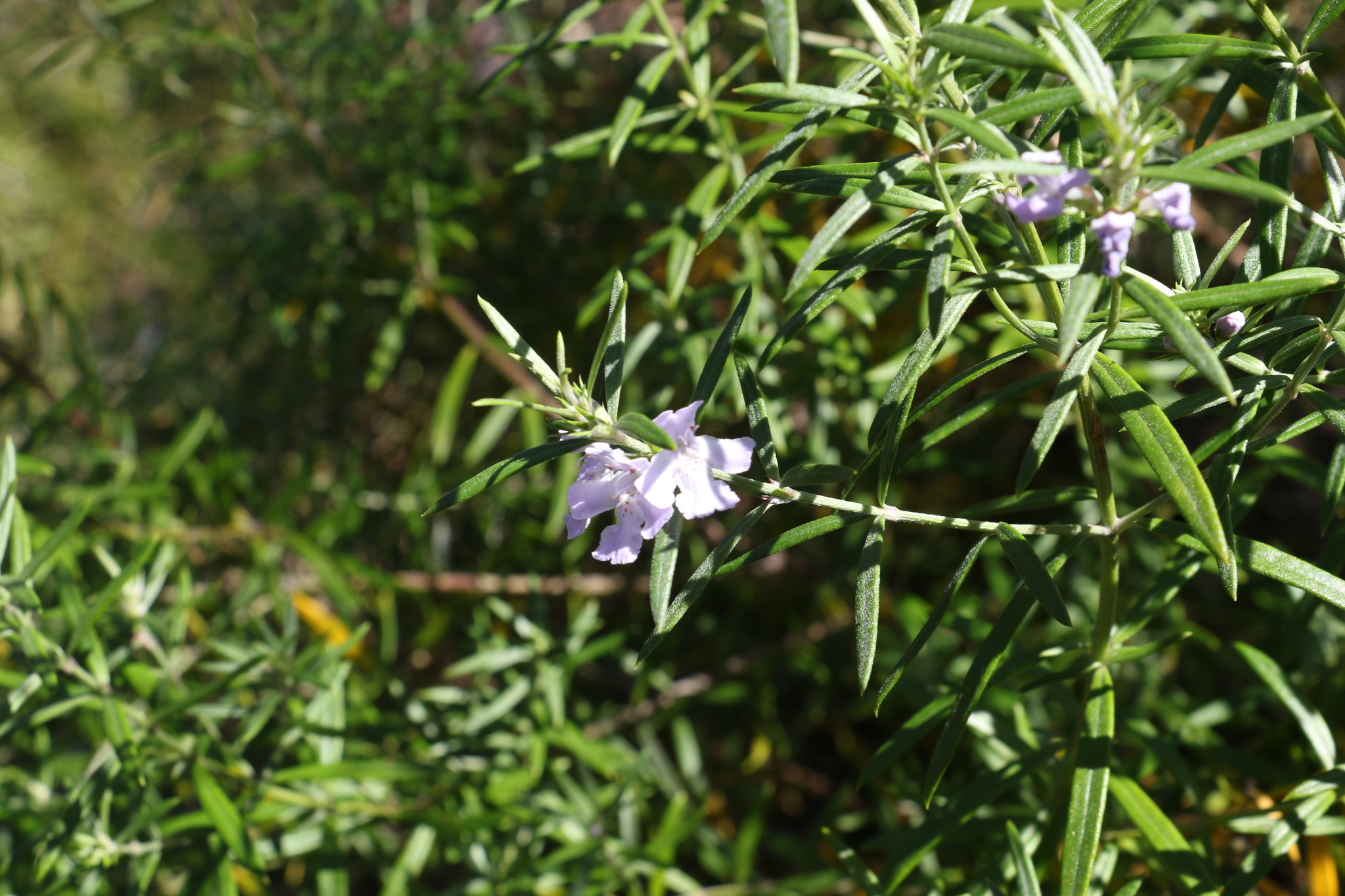 Coastal westringia, Rosemary (Herb) Wallpaper, 2050x1370 HD Desktop