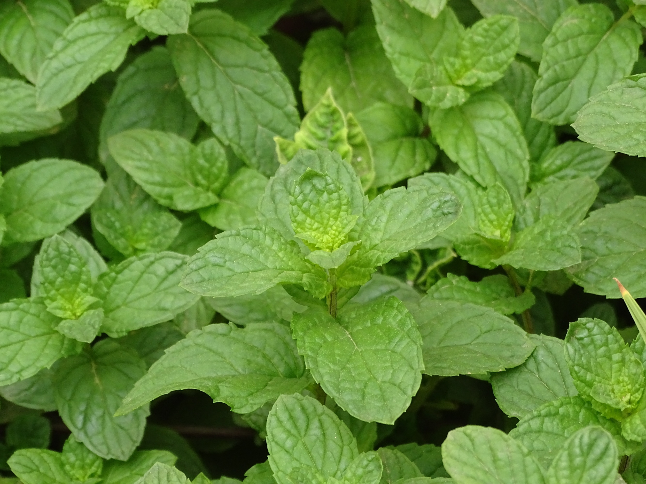 Green herb plants, Flowering plant, Spearmint and Lemon Balm, Garden photography, 2670x2000 HD Desktop