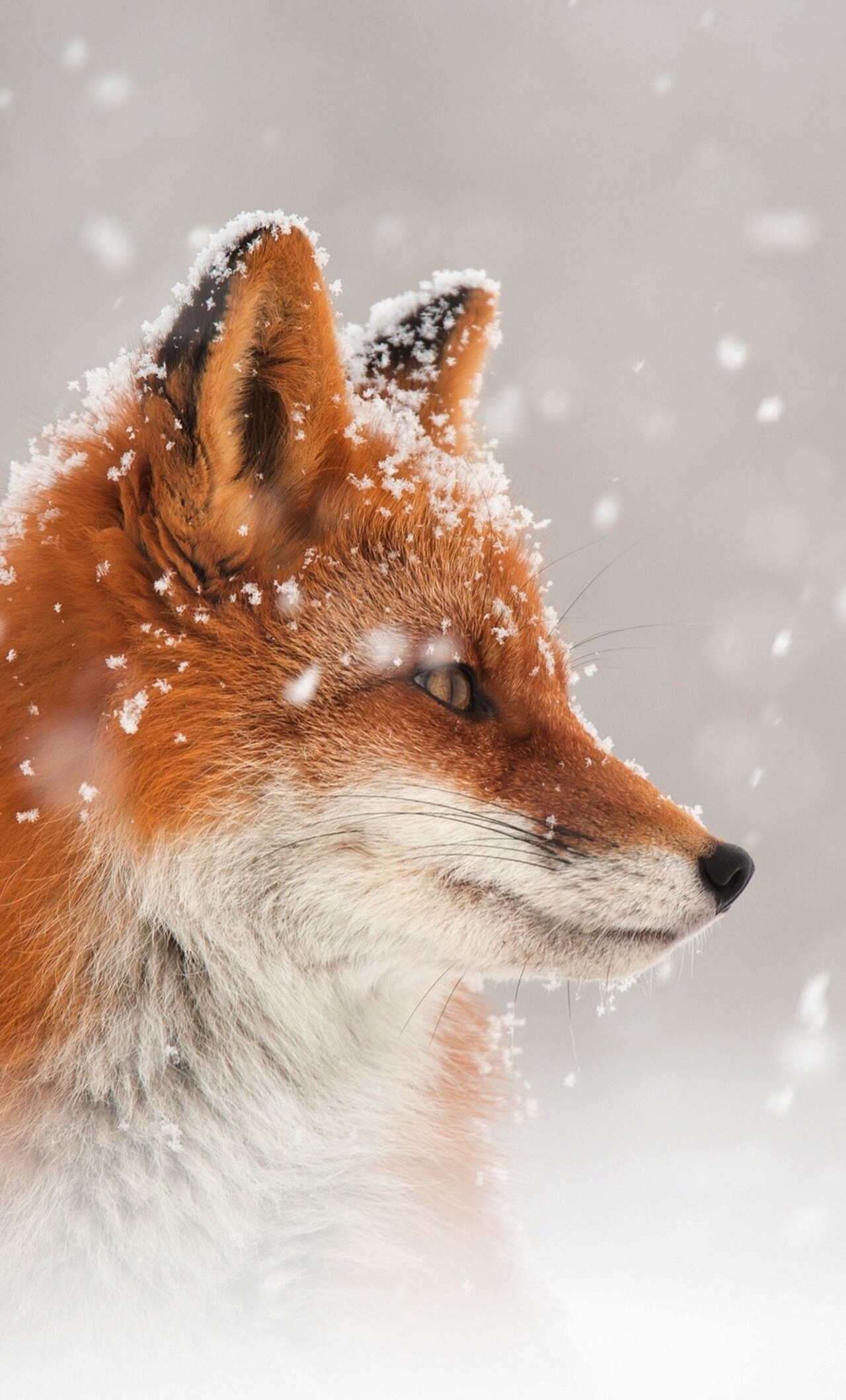 Fox snow, iPhone wallpaper, HD 4K, Winter wonderland, 1280x2120 HD Phone