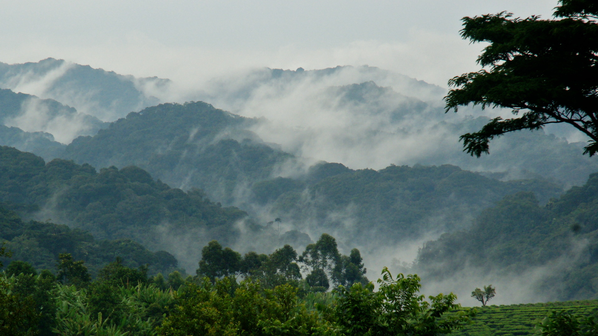 Virunga National Park, Congo, Alpha wild safaris, Limited, 1920x1080 Full HD Desktop