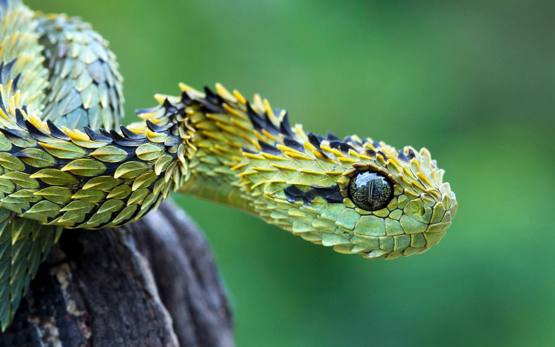 Atheris hispida, Snakes Wallpaper, 1920x1200 HD Desktop