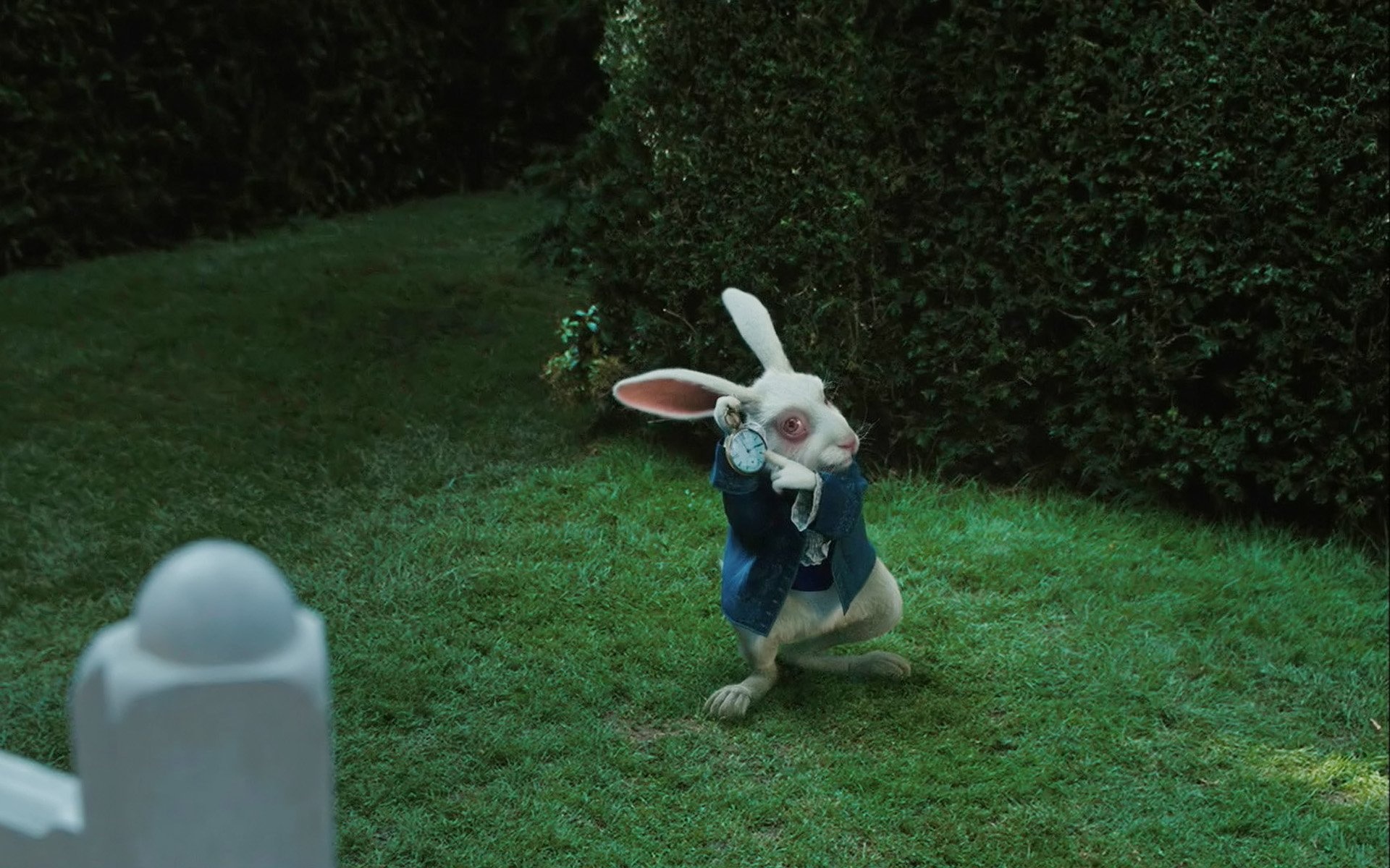 Rabbit, HD wallpaper, Background, 1920x1200 HD Desktop