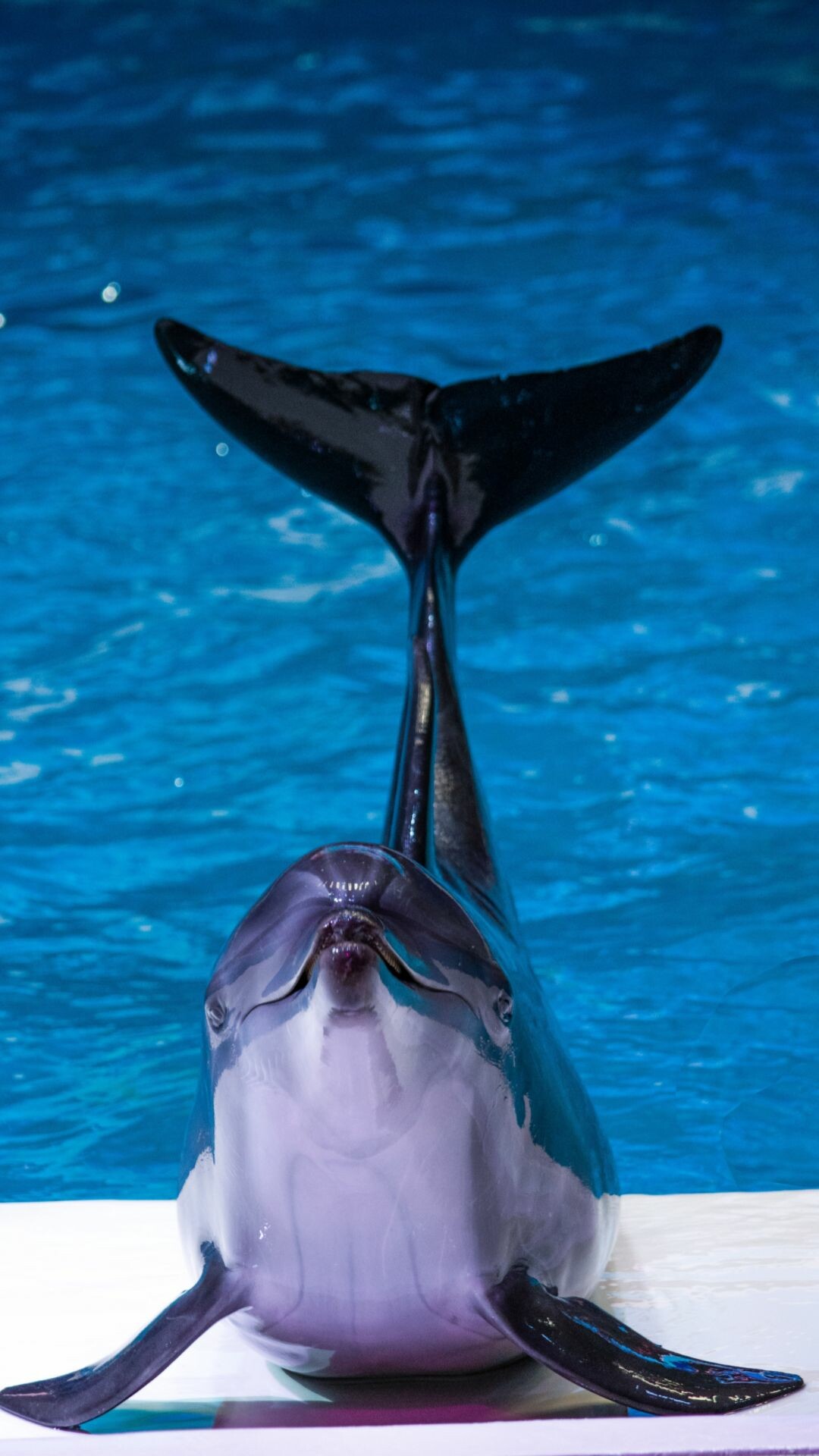 Wholphin, Dolphins Wallpaper, 1080x1920 Full HD Phone