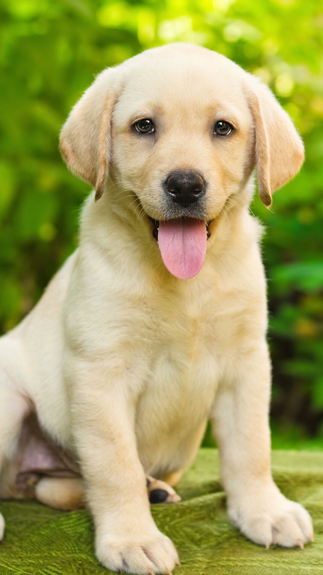 Labrador Retriever, 4K HD wallpapers, Exquisite backgrounds, Labrador beauty, 1080x1920 Full HD Phone