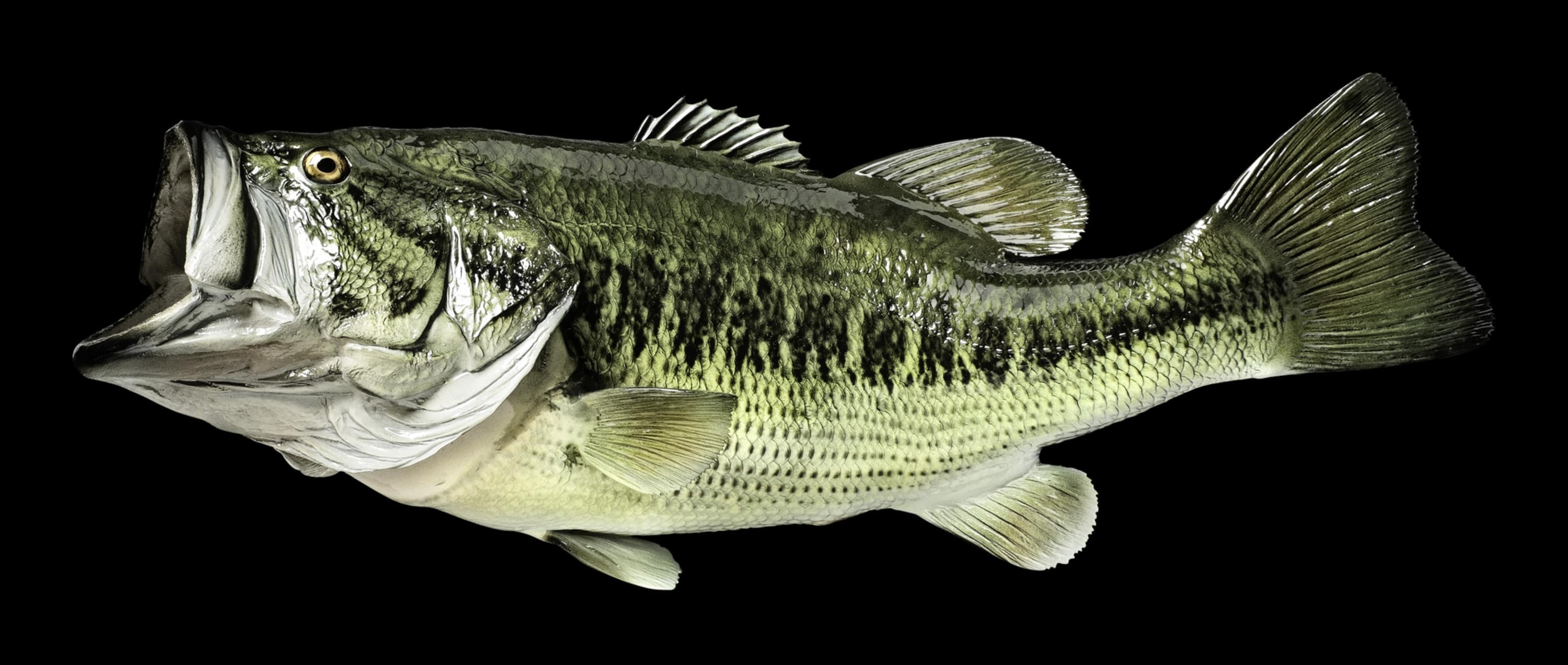 Largemouth Bass HD, Wallpaper For Desktop, 3000x1280 Dual Screen Desktop