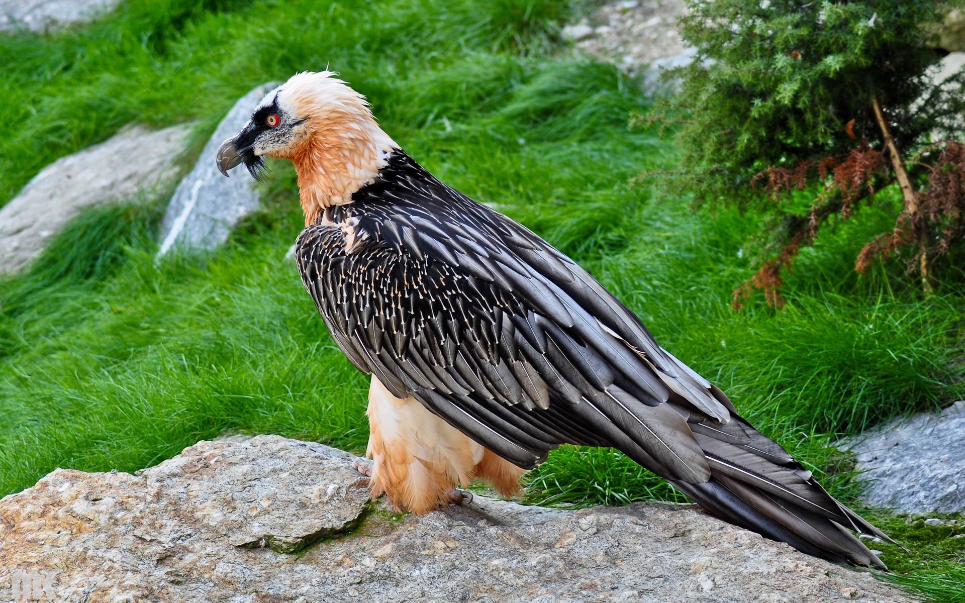 Bearded Vulture, Stunning wallpapers, Striking backgrounds, HD images, 1920x1200 HD Desktop