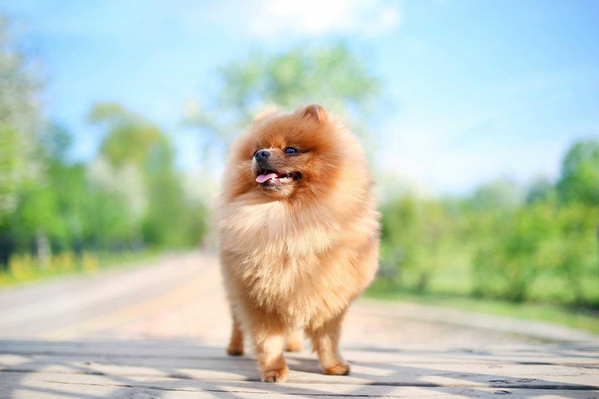 Pomeranian, Cute puppy wallpapers, Top-quality images, Playful little dogs, 1920x1280 HD Desktop