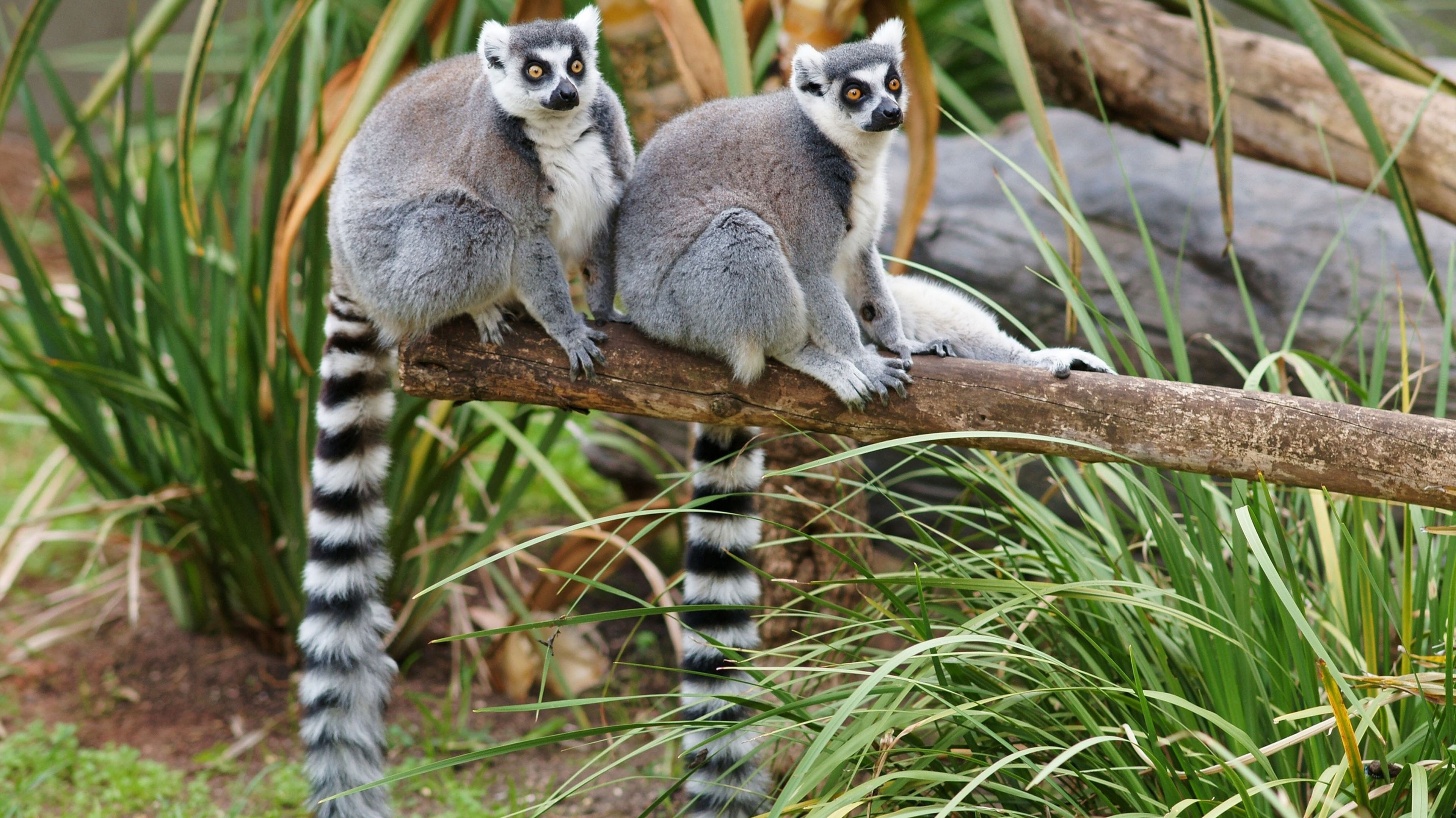 The ring-tailed, Lemurs Wallpaper, 3840x2160 4K Desktop