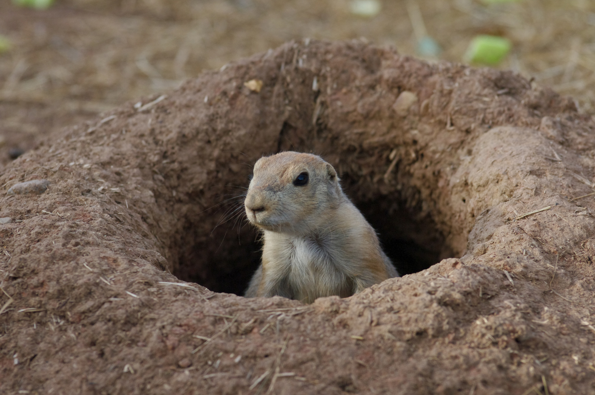 Prairie Dog wallpapers, Adorable animal, Cute creature, HD backgrounds, 2000x1330 HD Desktop