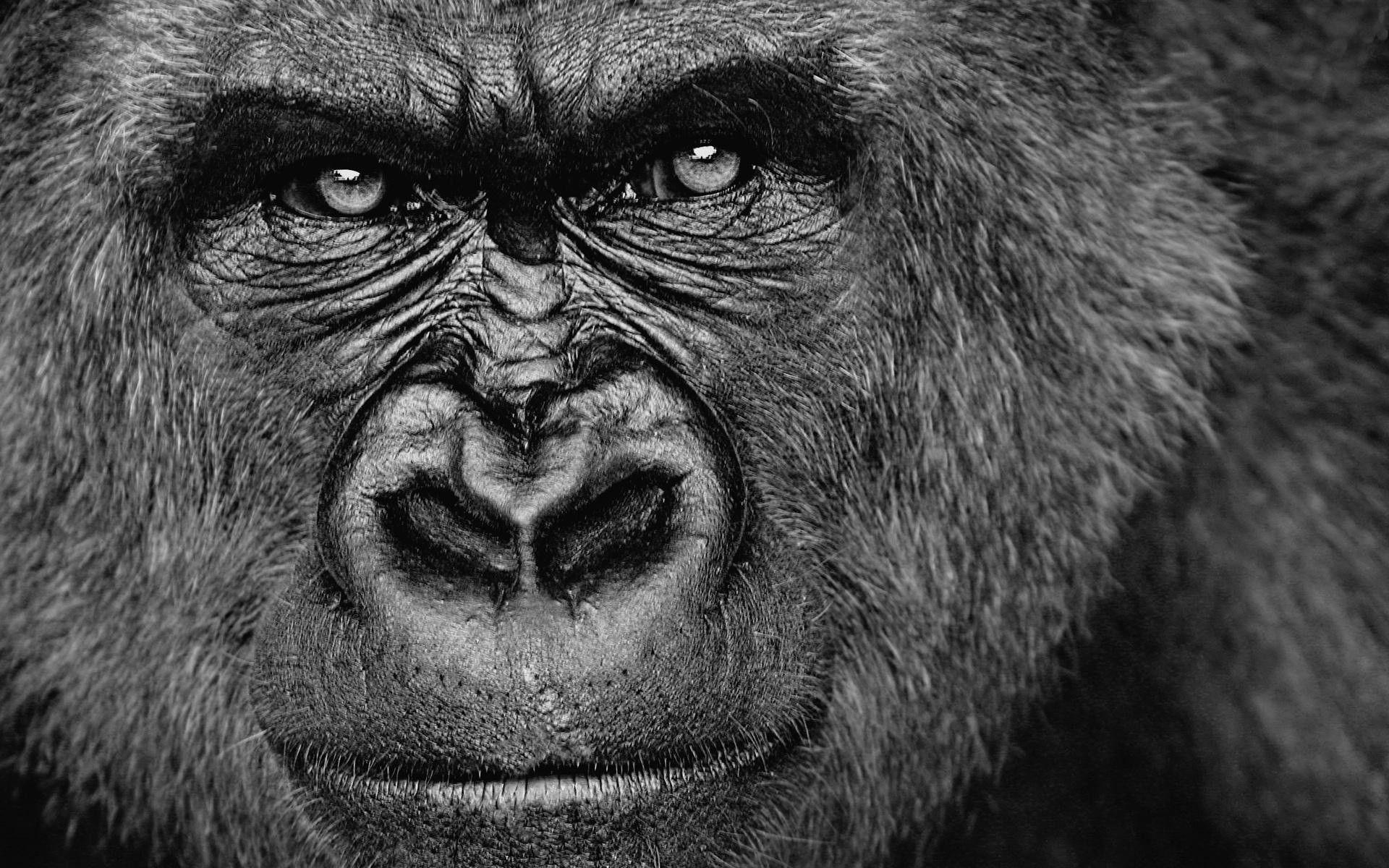 Mighty silverback, Primal strength, Captivating wallpaper, Ape kingdom, 1920x1200 HD Desktop