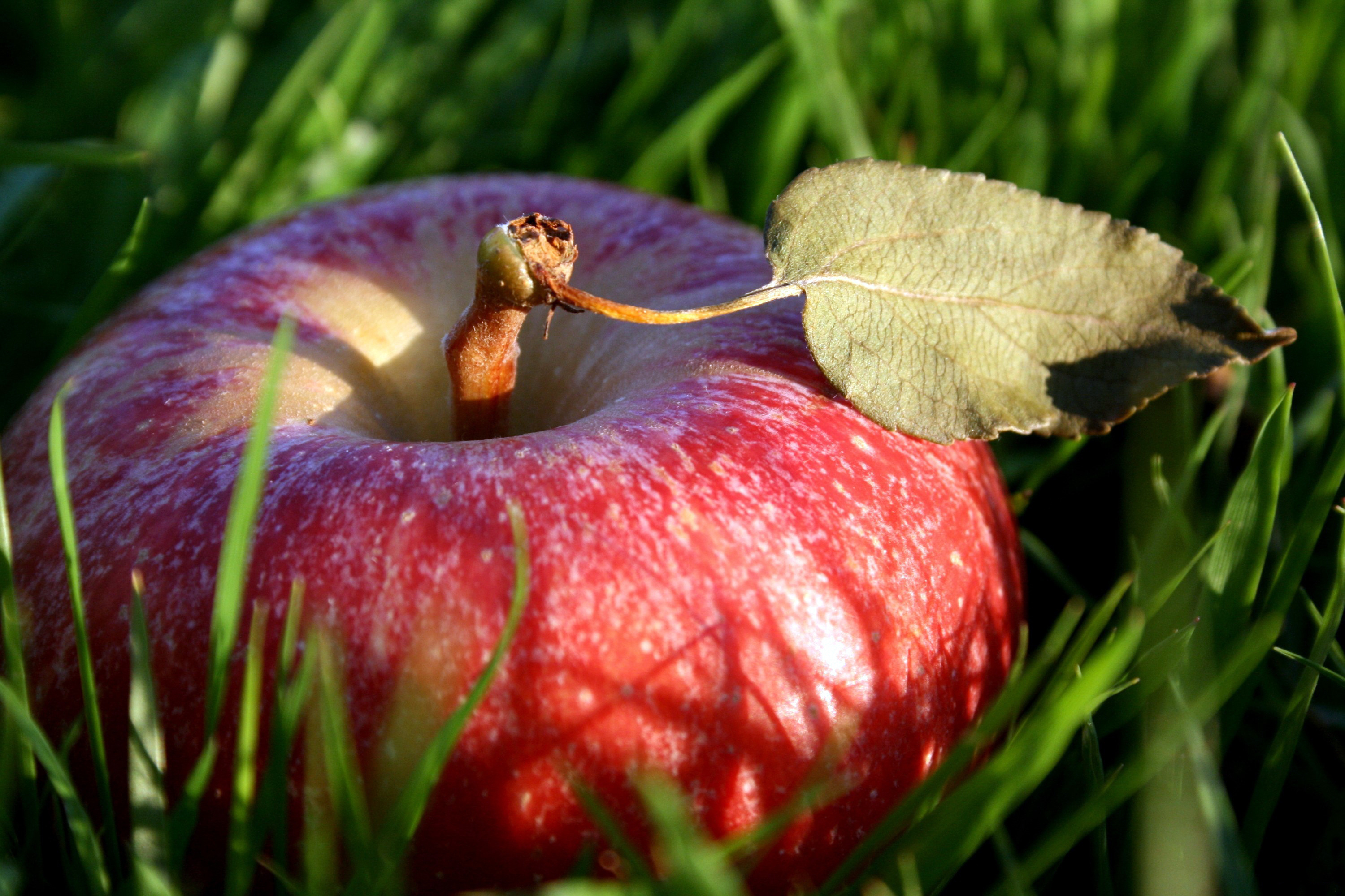 Wallpaper apples food fruit, Appetizing display, Culinary masterpiece, Fresh and delectable, 3000x2000 HD Desktop