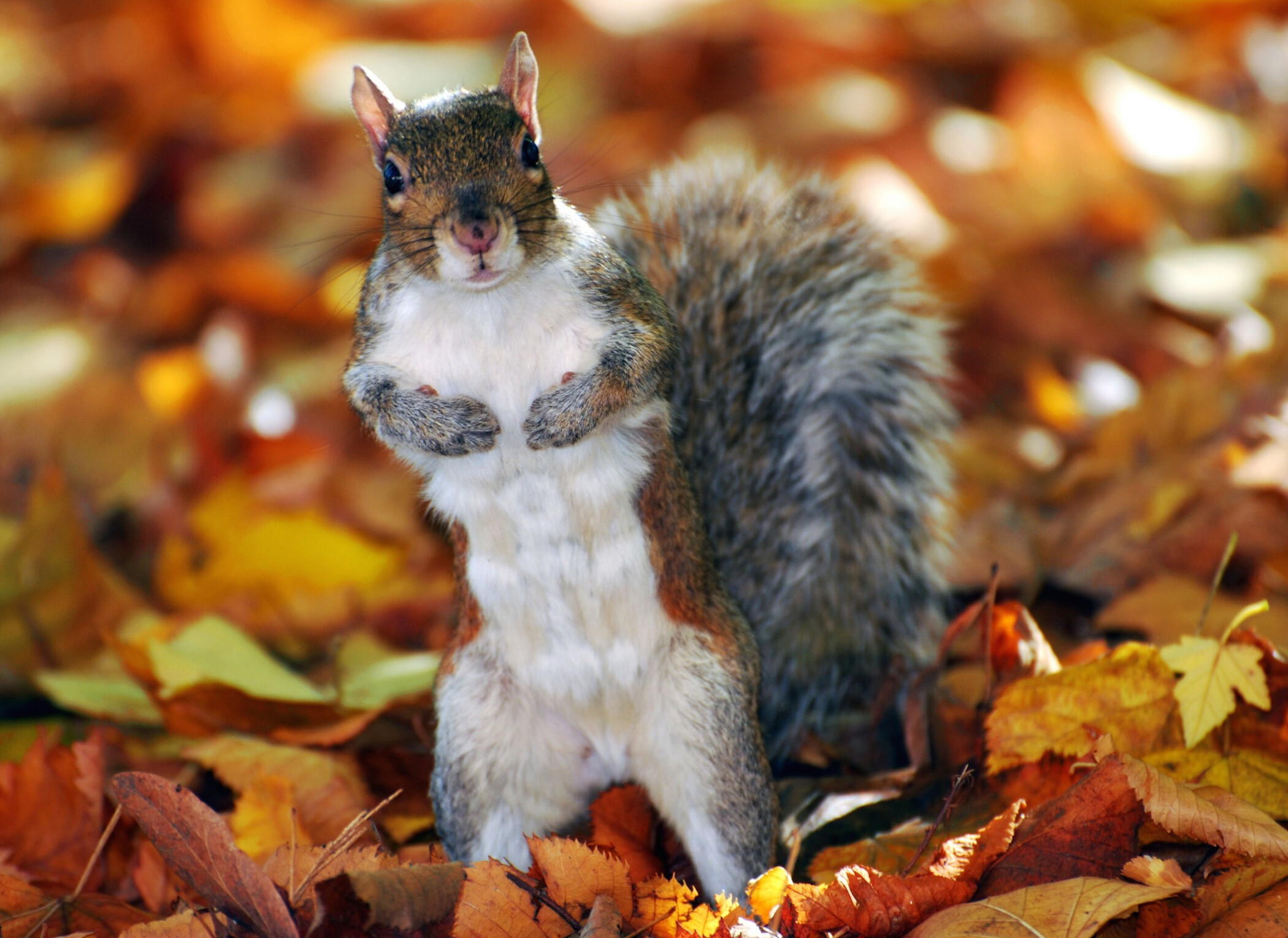 Autumn squirrel wallpaper, Free autumn downloads, Nature's beauty, Lovely scenery, 2100x1530 HD Desktop