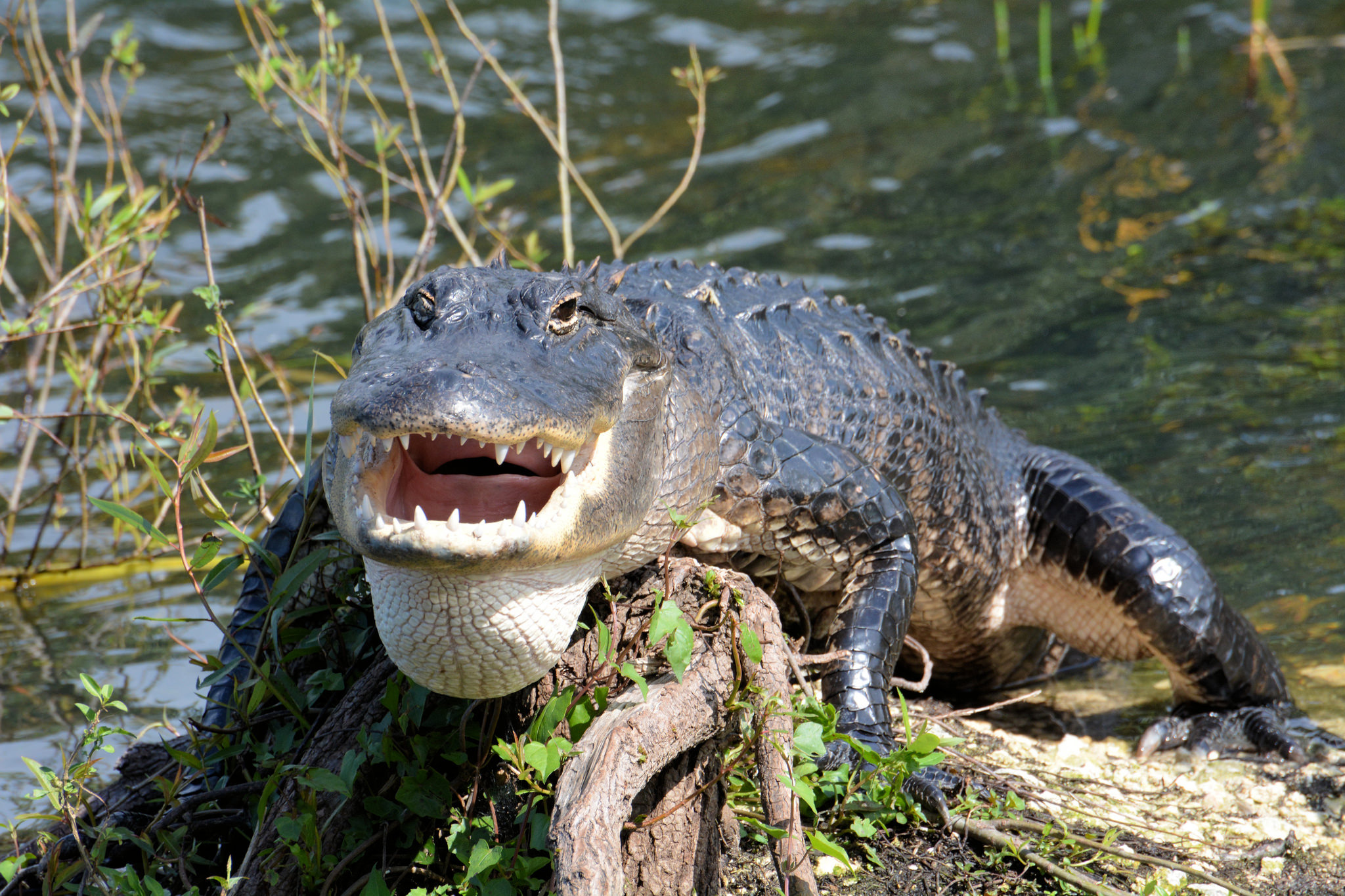 Everglades National Park, Unique wilderness, Florida's best, Thousand wonders, 2050x1370 HD Desktop