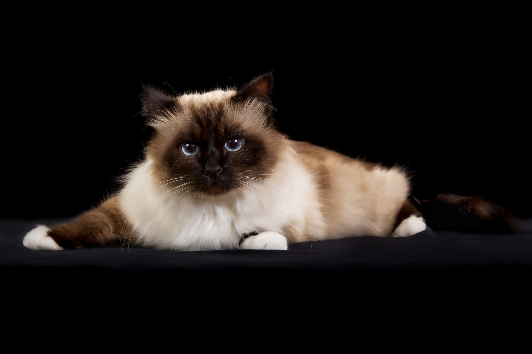 Birman, Zooplus magazine, Brilliant breed, Cat and kitten, 2050x1370 HD Desktop