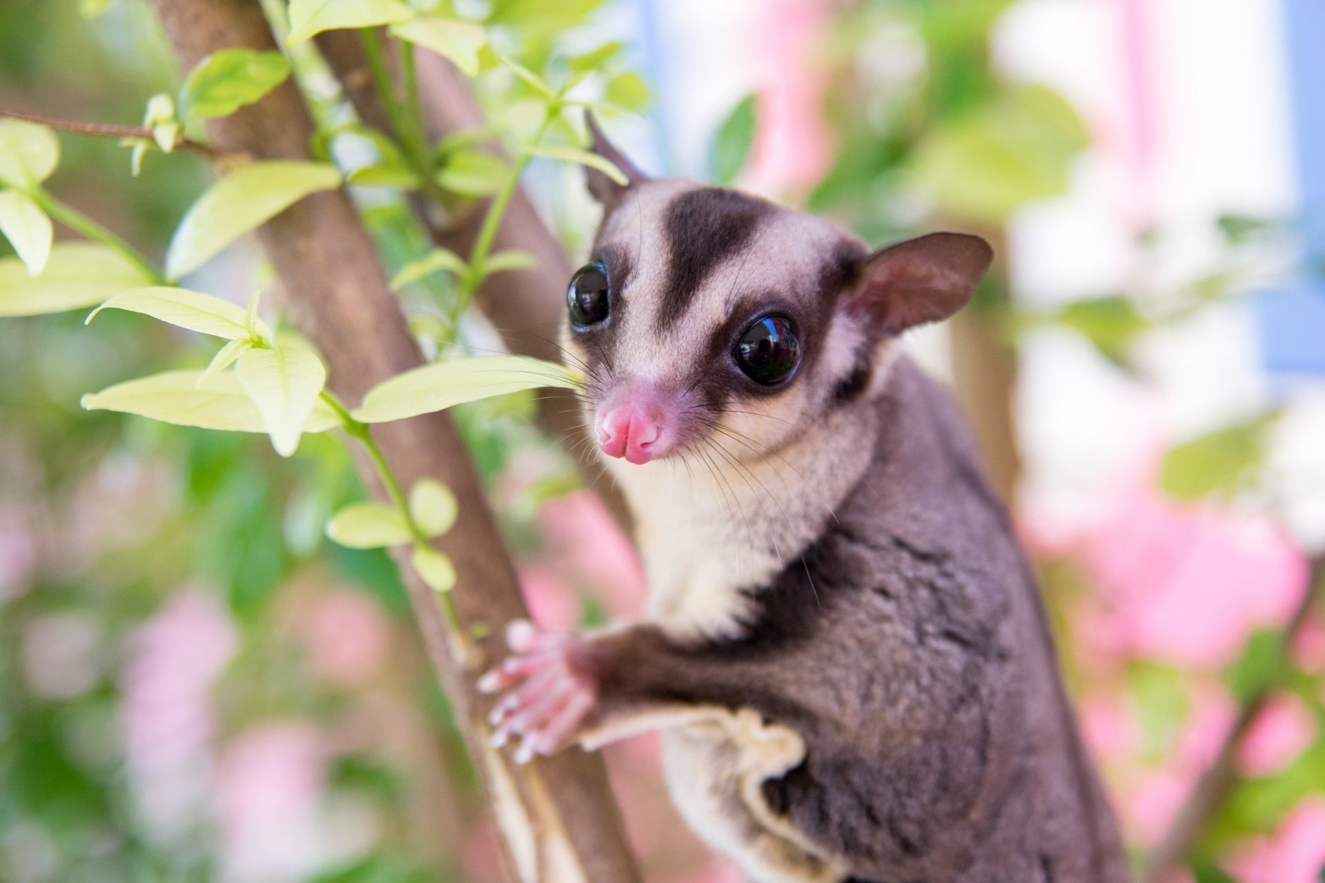 Sugar glider resources, Animal healthcare, Expert advice, Resourceful information, 1920x1280 HD Desktop